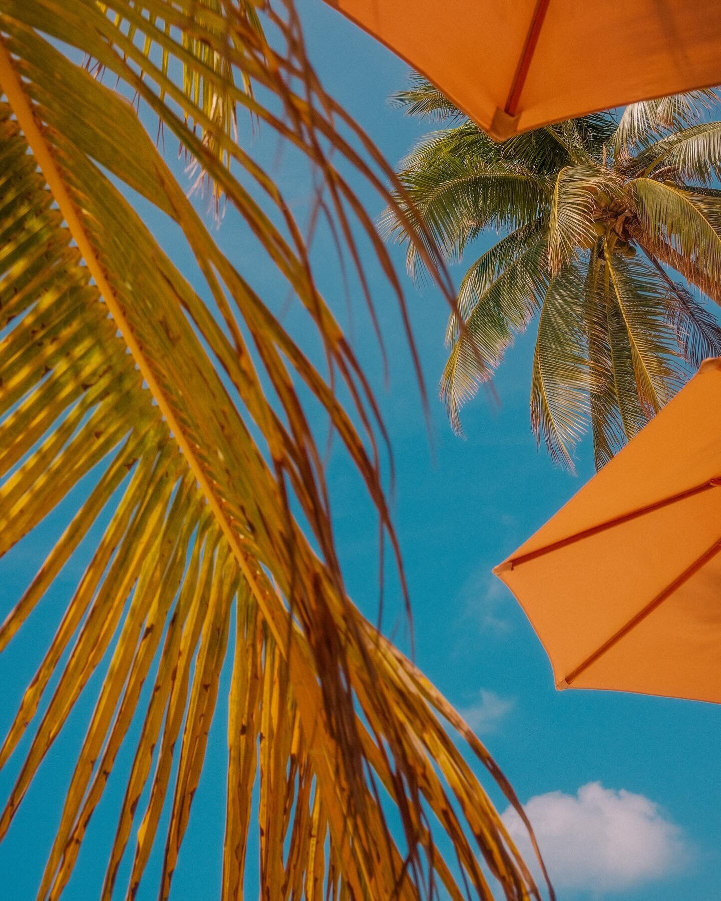 ⛱️☀️🌴🍹.
.
.
.

#mexico🇲🇽 #fujifilm_xseries #fujifilm #fujixseries #fujifeed #fujifilmx100v #fujilovers #fujicolor #yucatan #photography #naturephotography #palmtrees #bluesky #sunshine #umbrella #photographers #lightroom #lightroomphotography