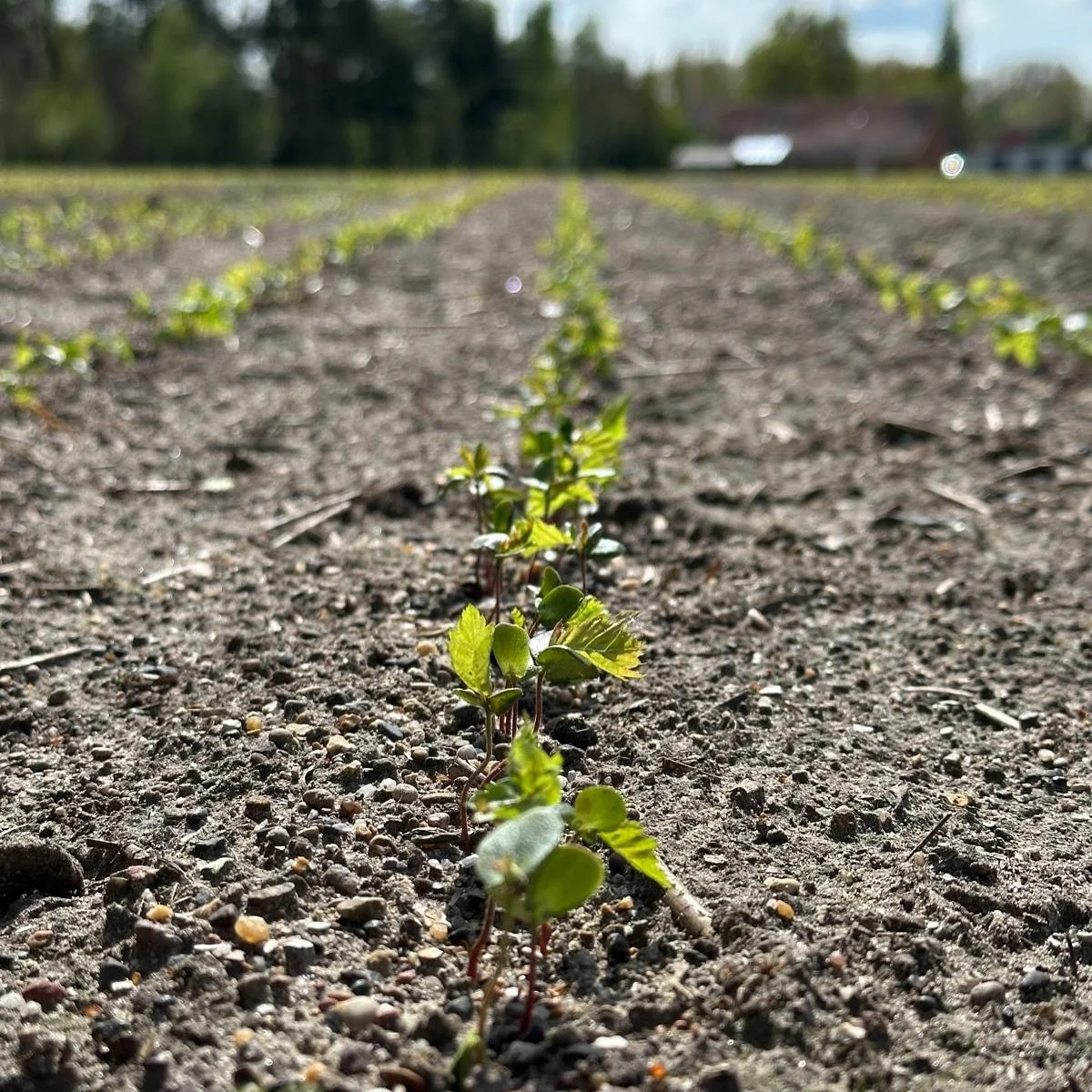 Spring has arrived and the first seedlings of 2025 are emerging 🌱 
The past weeks we&rsquo;ve been transplanting our 1-year-old plants and continued sowing.
&bull;
&bull;
&bull;
#boomkwekerij #boom #kwekerij #planten #haagplanten #bos #natuur #p&eac