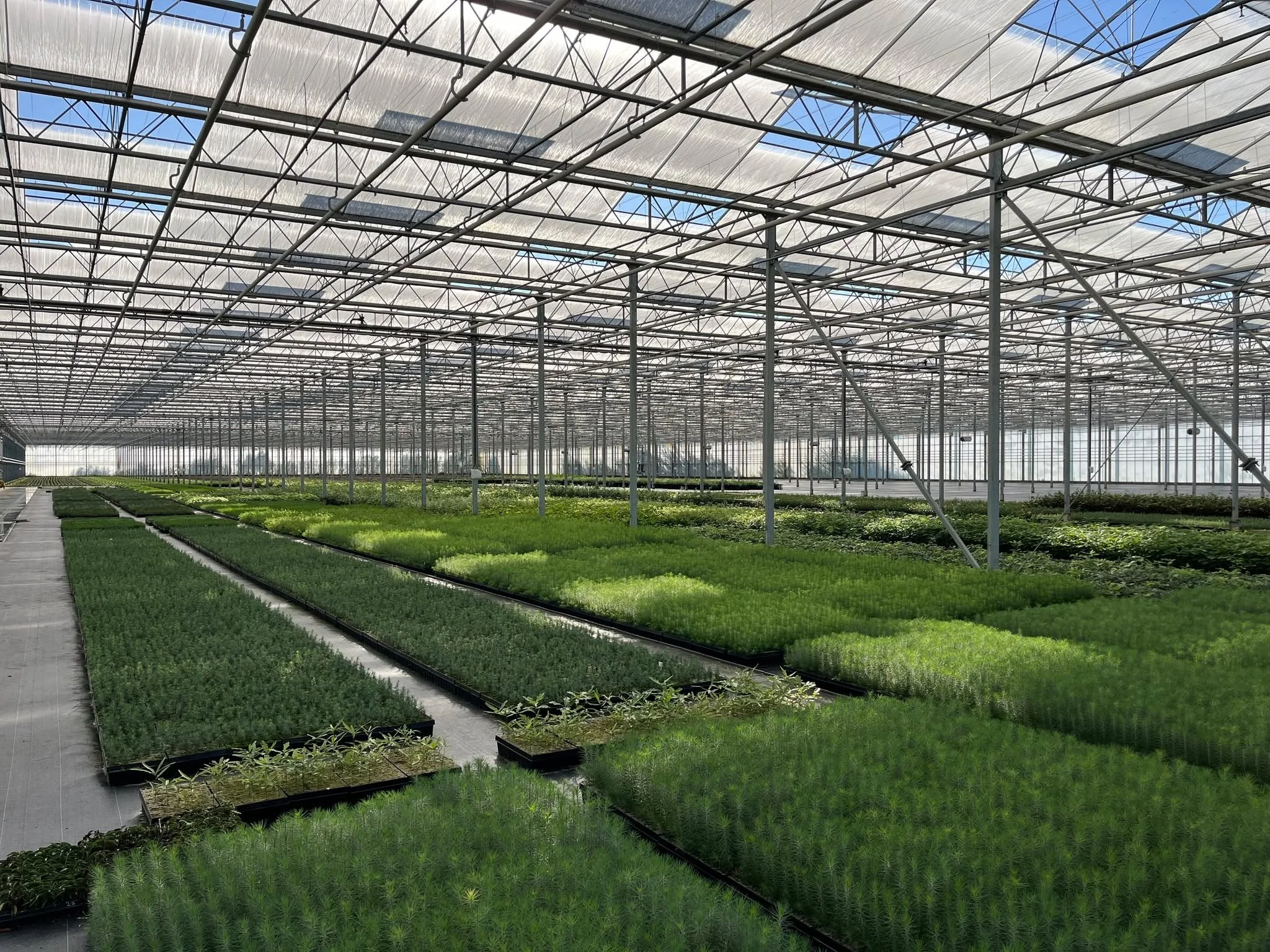 VACATURE TEELTMEDEWERKER: 

Word u de nieuwe teeltmedewerker bij ODB Forestry Plugs ? 🌱

ODB Forestry Plugs zoekt een gemotiveerde teeltmedewerker om ons team te versterken in Putte. Samen werken we dagelijks aan de opkweek van kwaliteitsvolle bospl