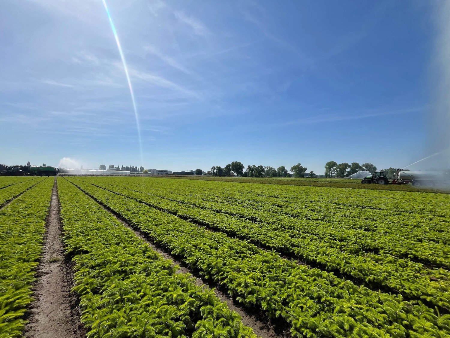 Naaldhout plantgoed