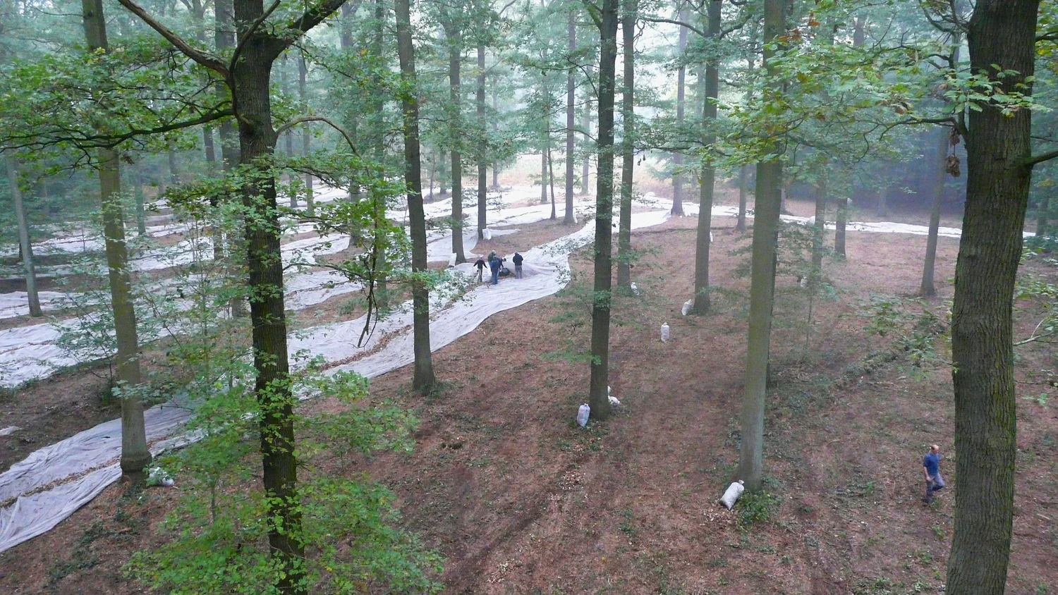 Zaadoogst van bomen met aanbevolen herkomst