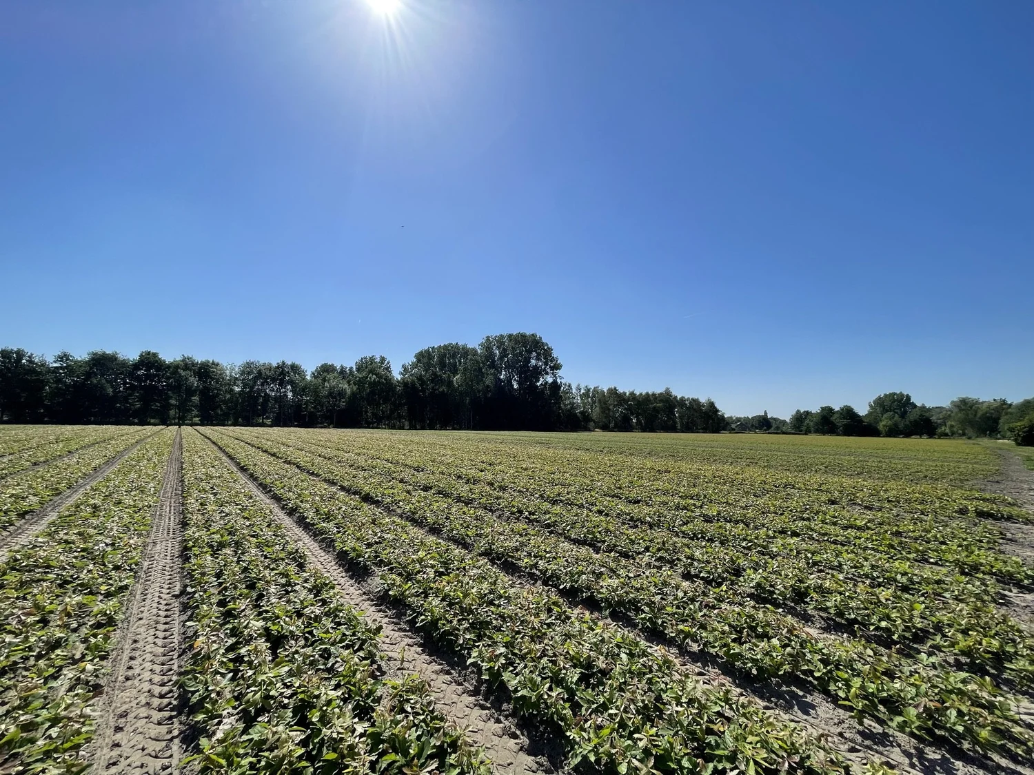 Loofhout bosplantsoen