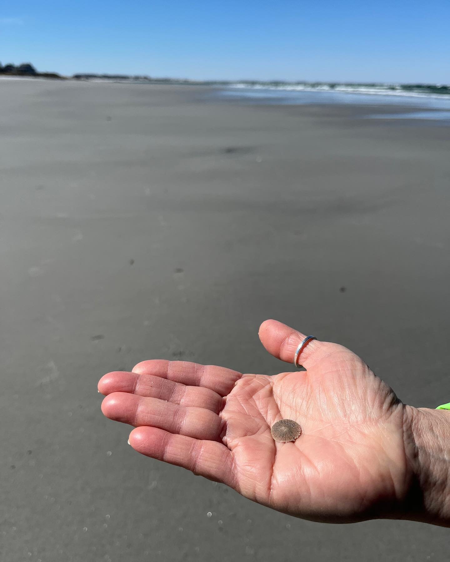 Smallest Sand Dollar ever! 😎