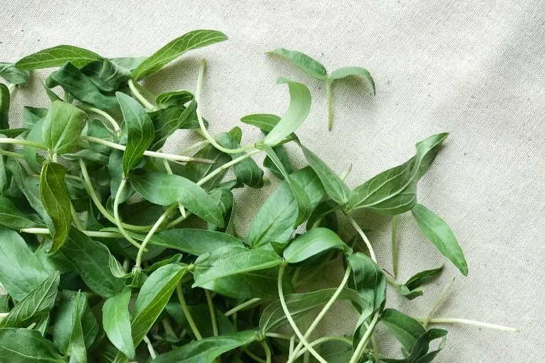 growing microgreens in phoenix, arizona