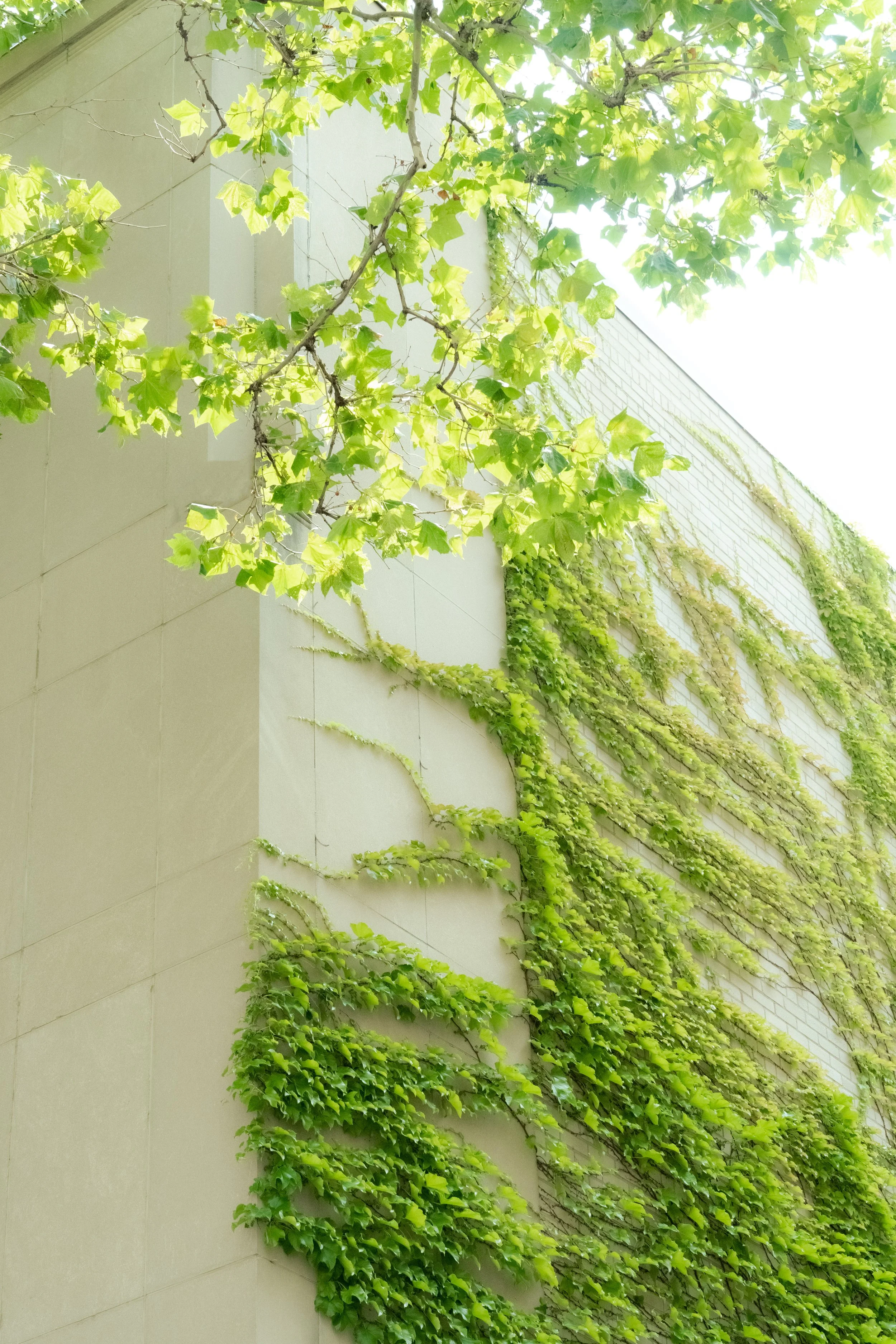 Greenery