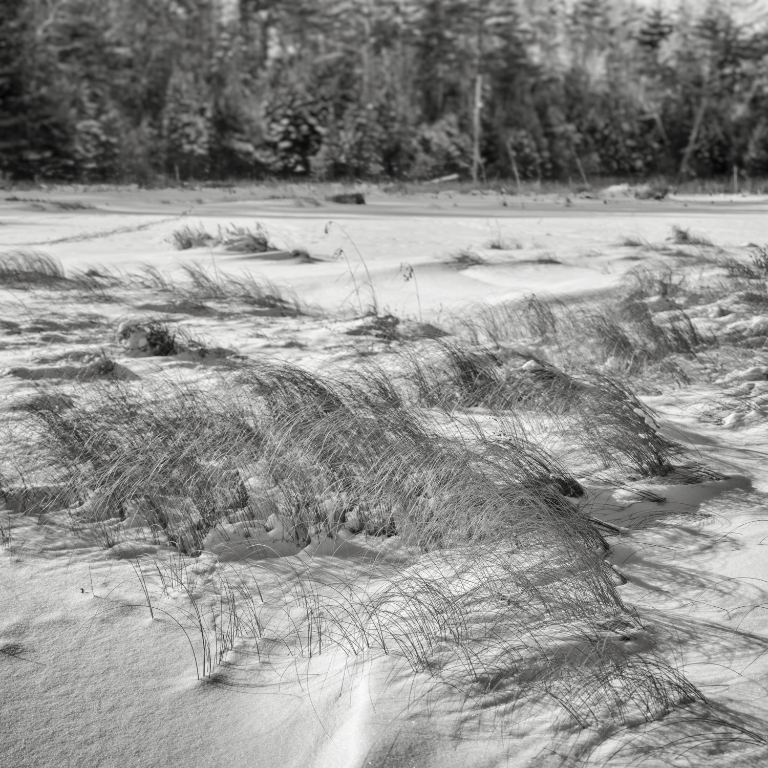 Low Plain Grasses 3. New London, New Hampshire. Winter 2026