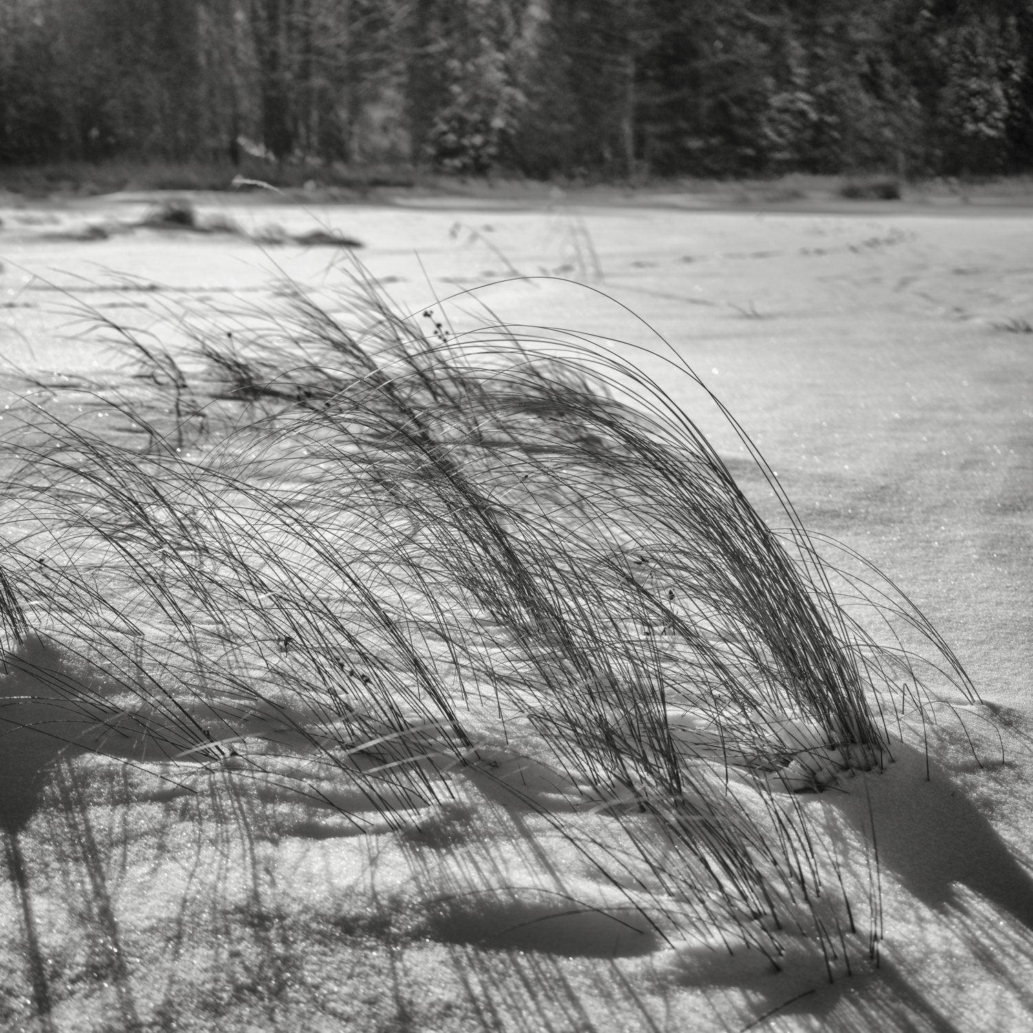 Low Plain Grasses 2. New London, New Hampshire. Winter 2026
