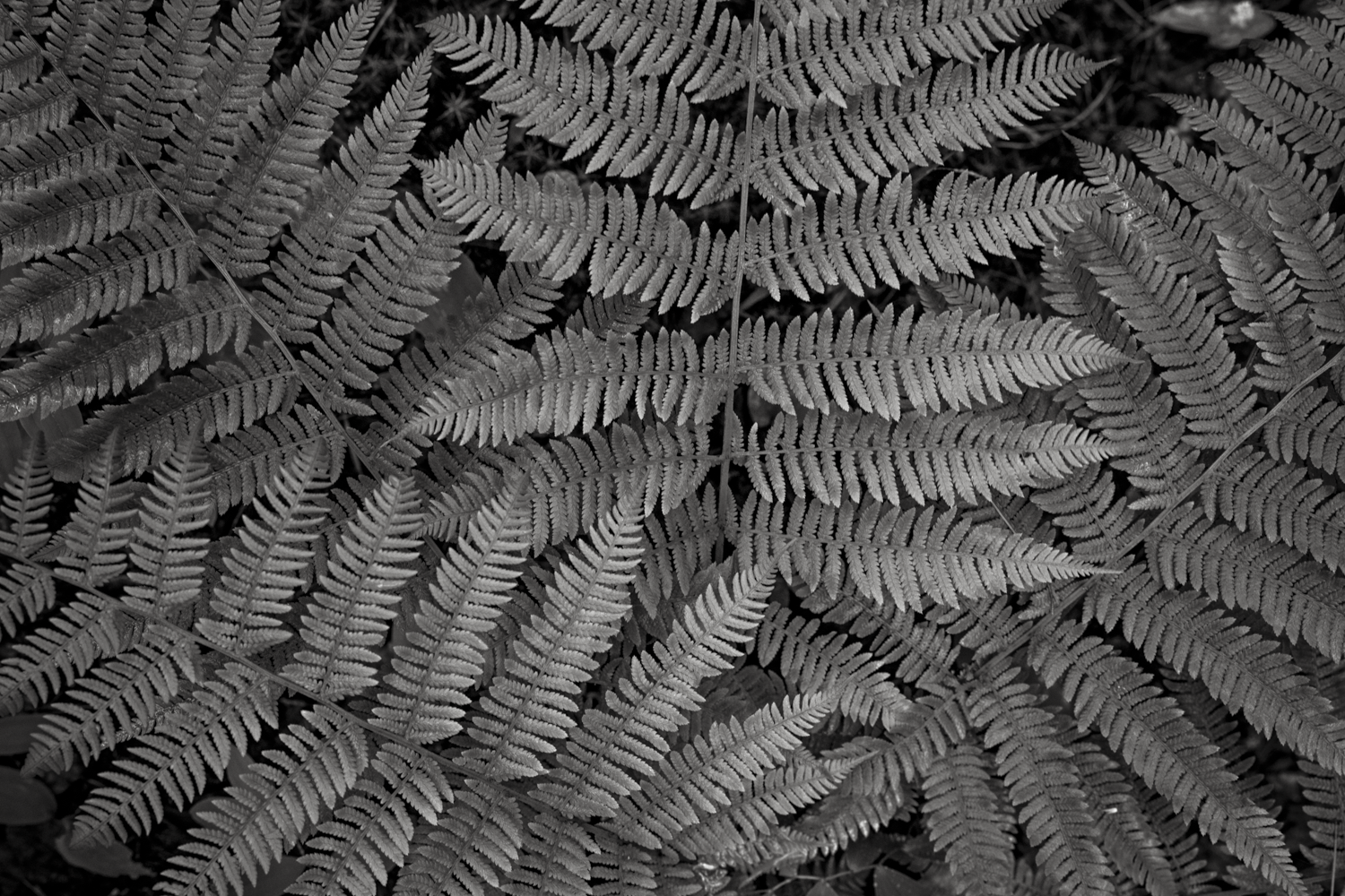 Early Autumn Ferns. Along the Blackwater River. Fall 2025