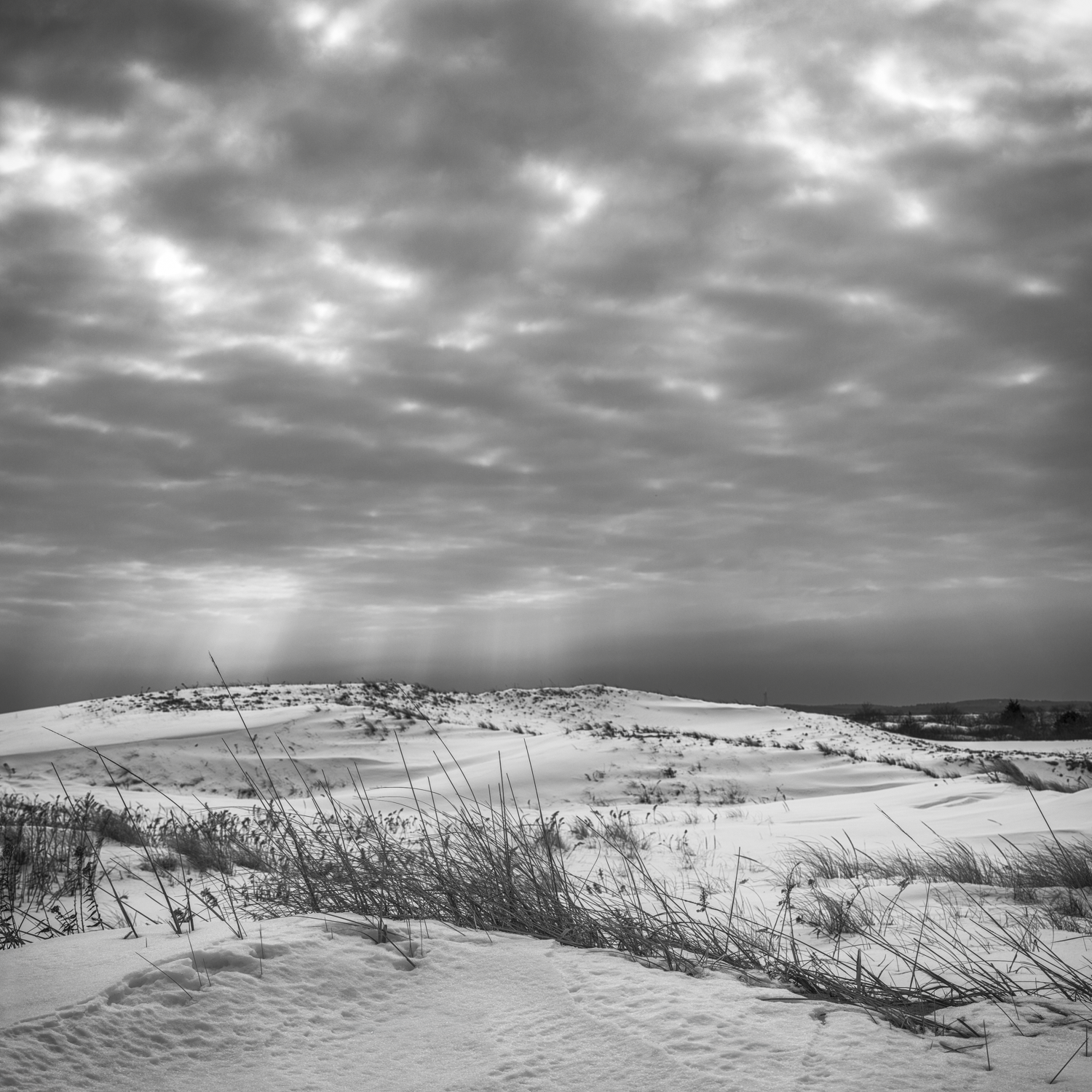 aaron-constant-plum-island-landscape.png