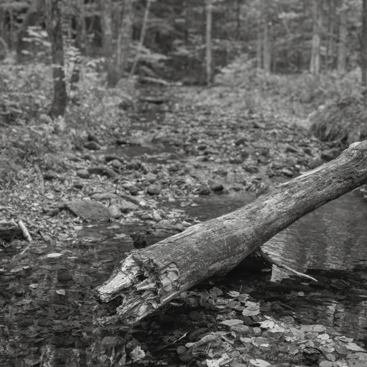 Deadfall. Sony A7RIVa. Webster, NH. Fall 2025