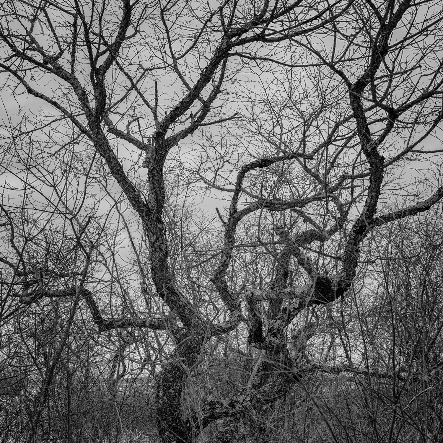 Plum Island. Winter, 2026