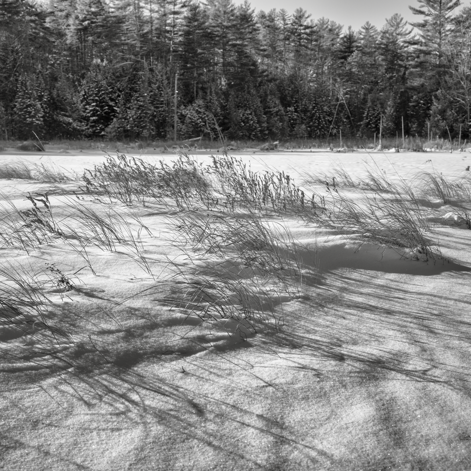 Low Plain Grasses. New London, New Hampshire. Winter 2026