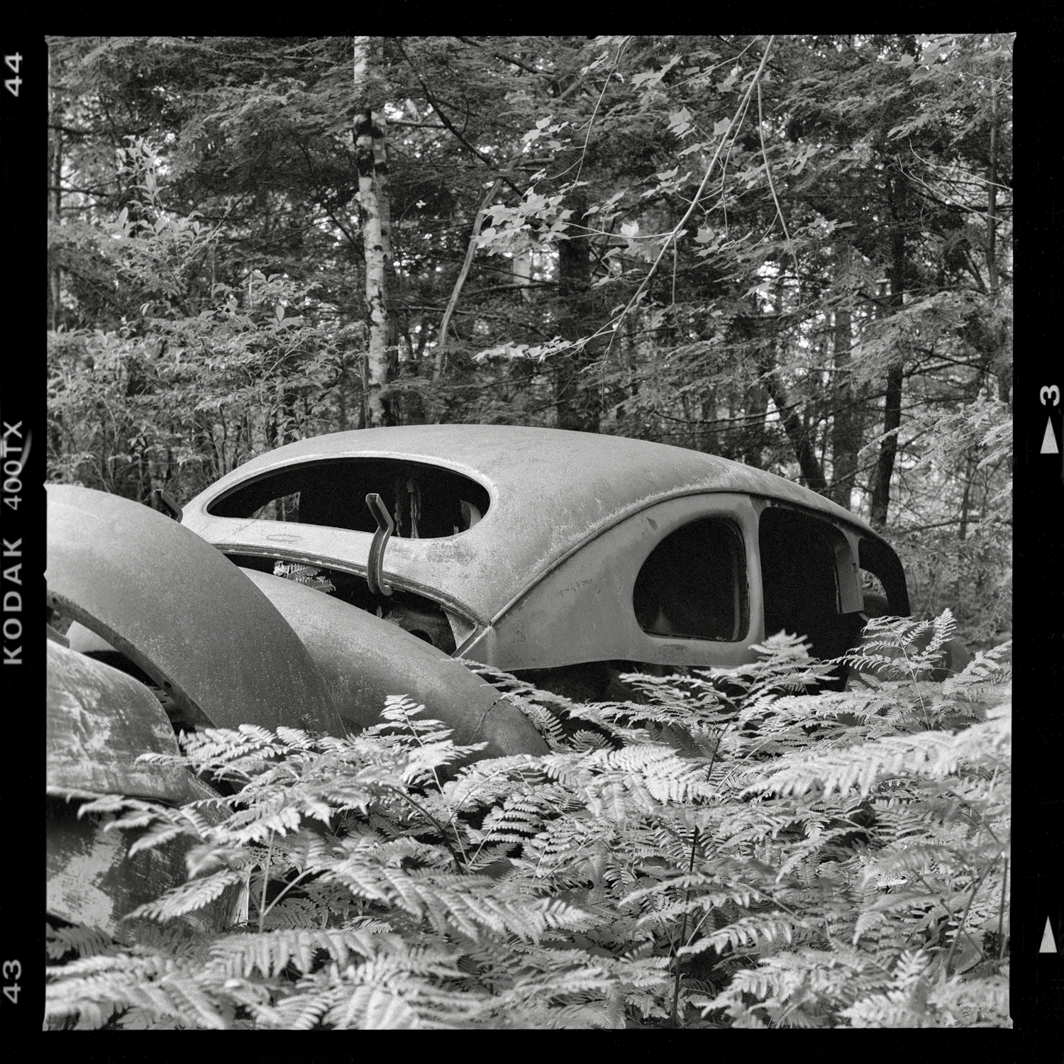 Ferns. Central NH. Hasselblad 500C. Kodak Tri-X 400 film. Summer Solstice 2025