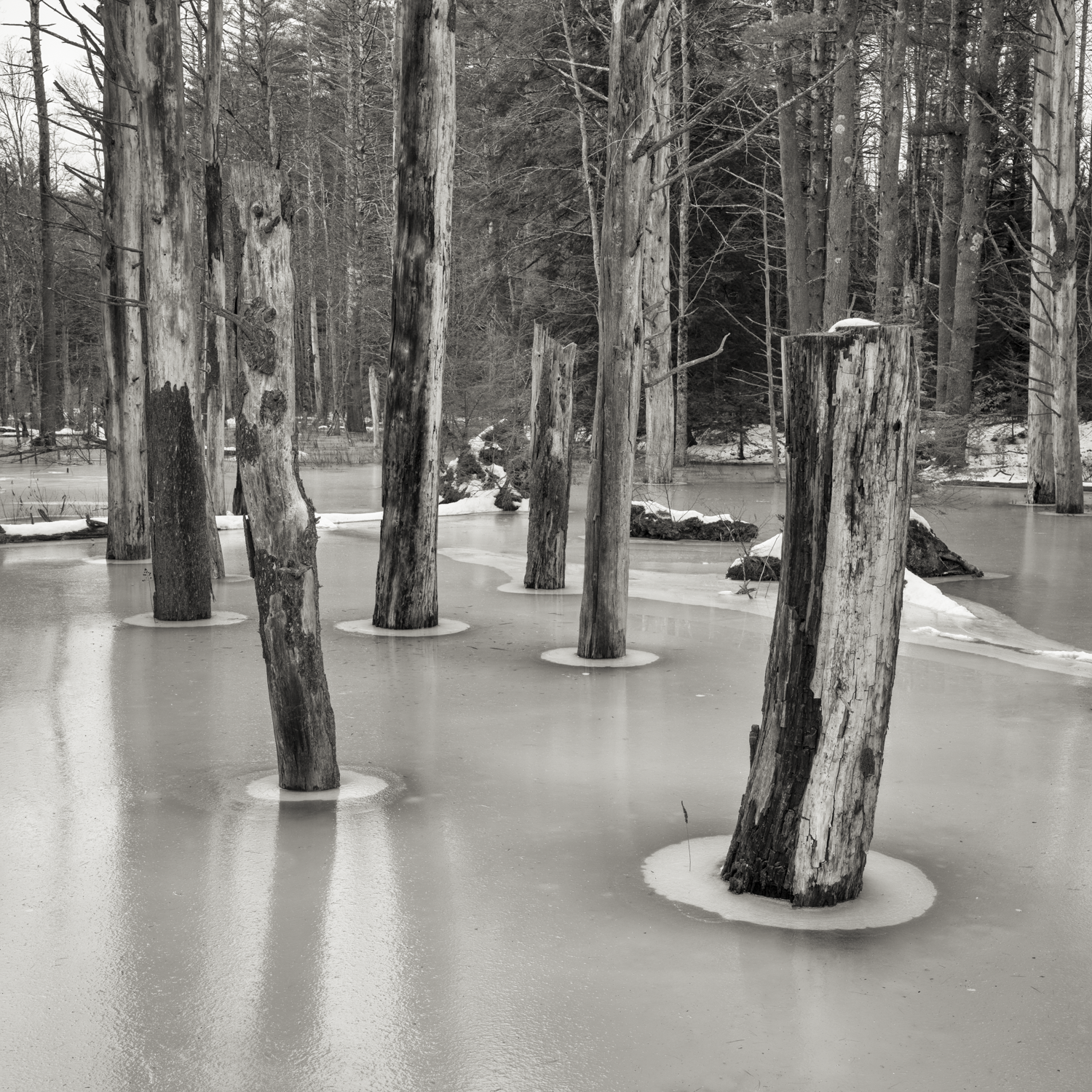 Ice Bog. Salisbury, New Hampshire. Winter 2025