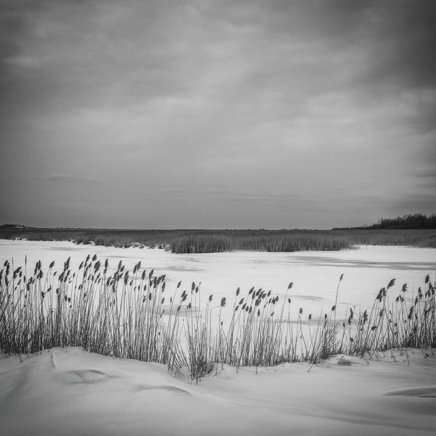 Parker River NWR. Plum Island. Winter 2026