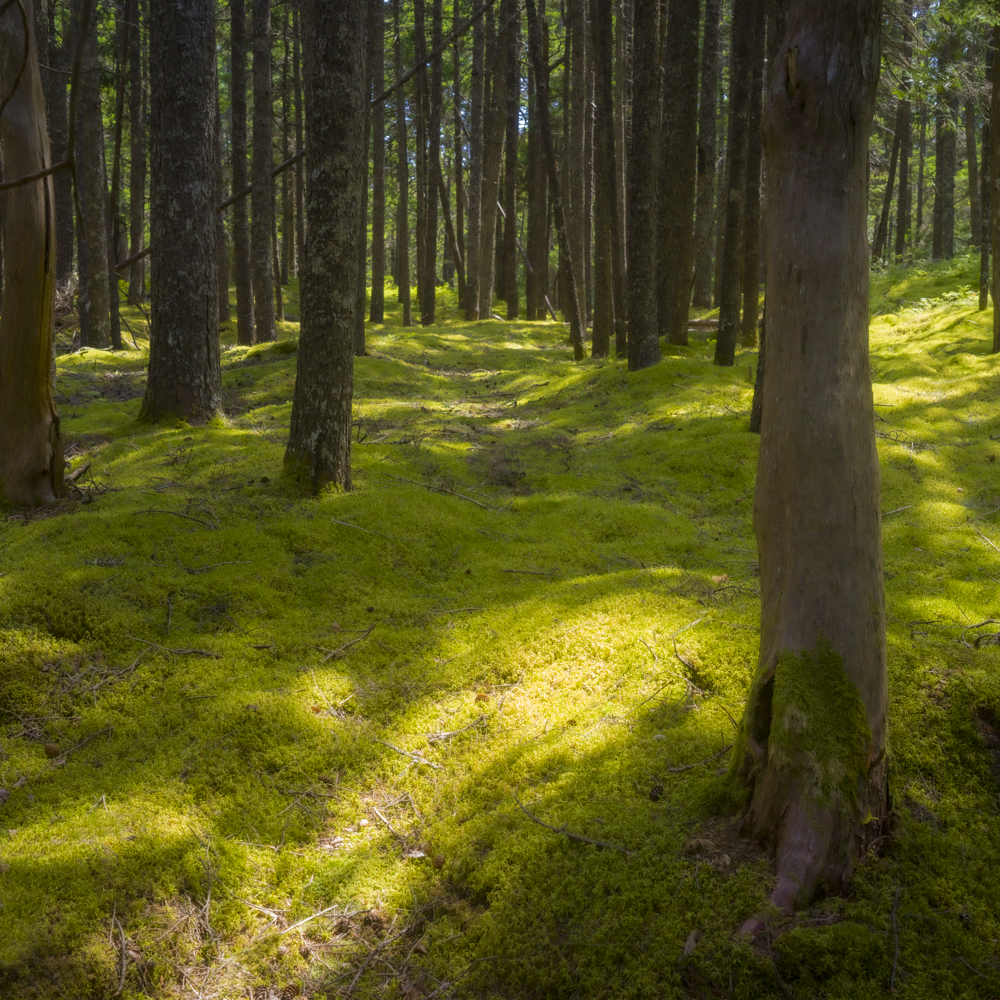 aaron-constant-forest-floor-acadia.png