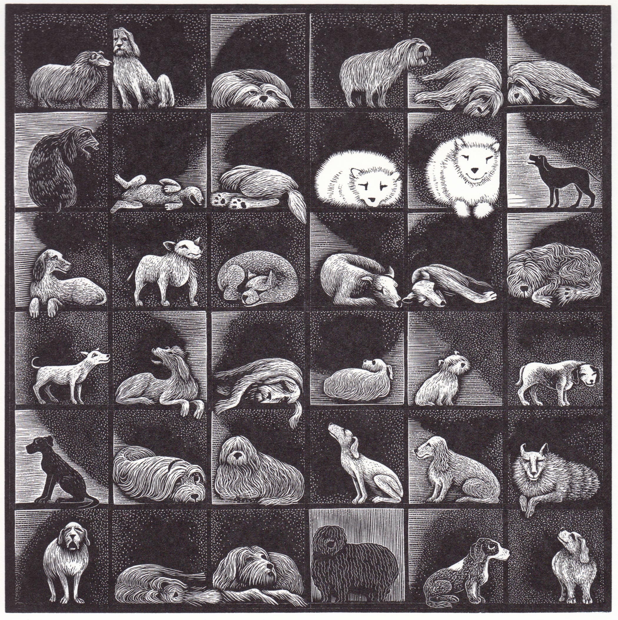 Dog Show