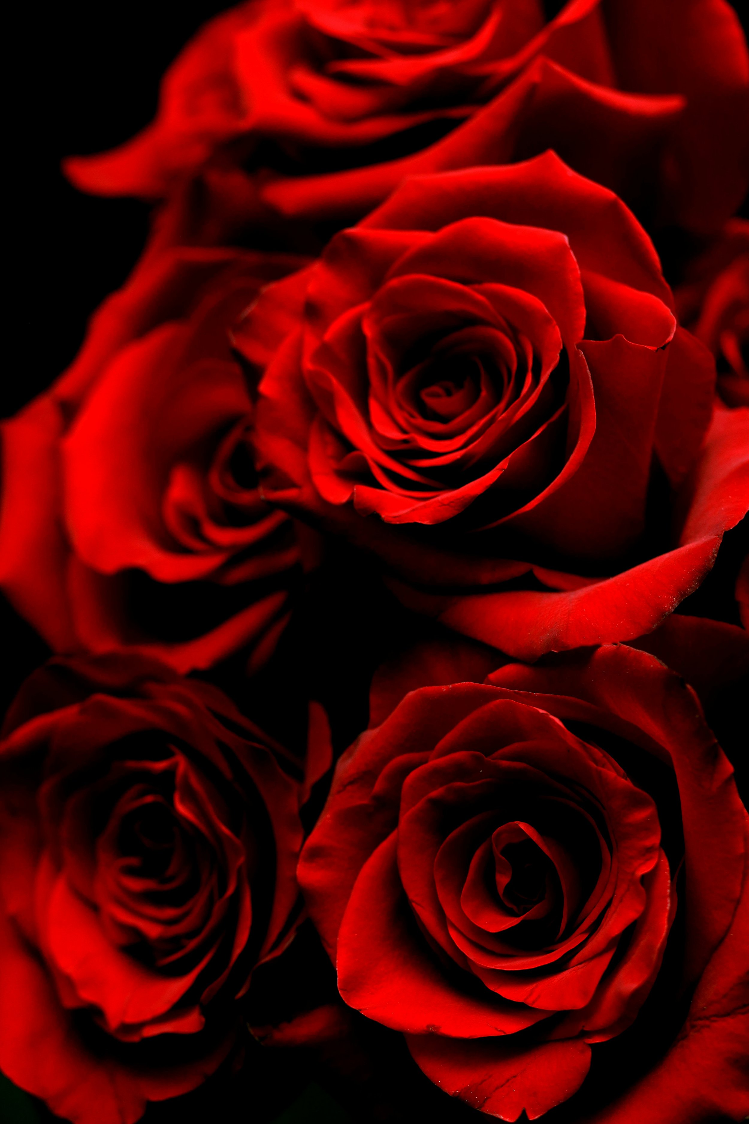 6 or 12 Stem Red Rose Bouquet .jpg