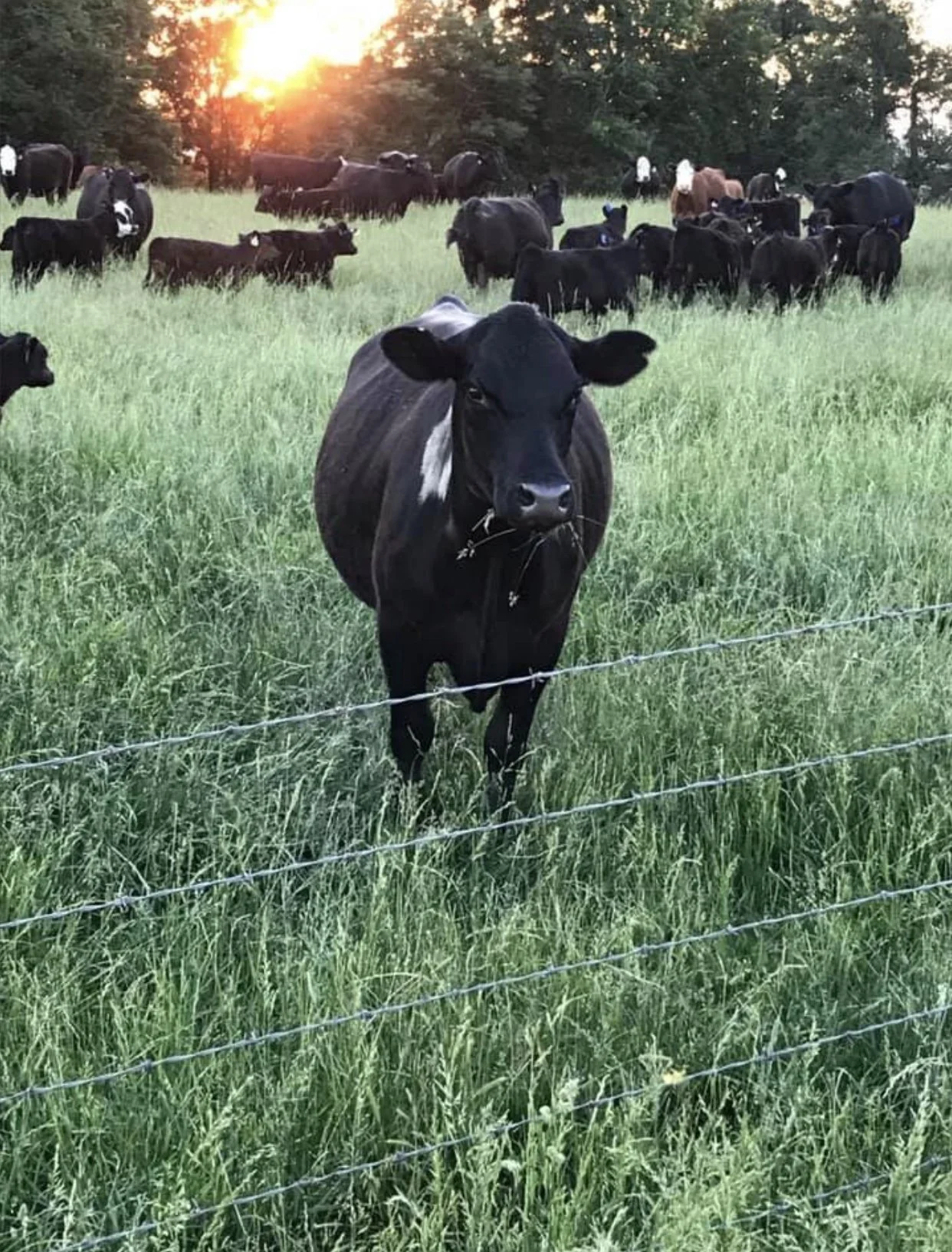 About Established in 2000 Pasture Raised Cattle Troy, MO — Price