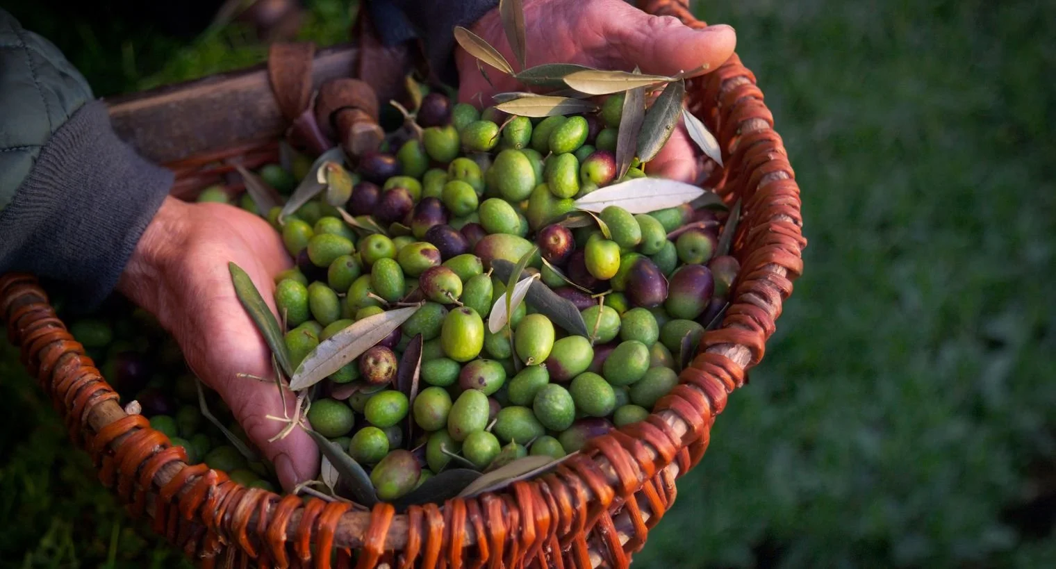 Harvesting olives at Rancho Olivos