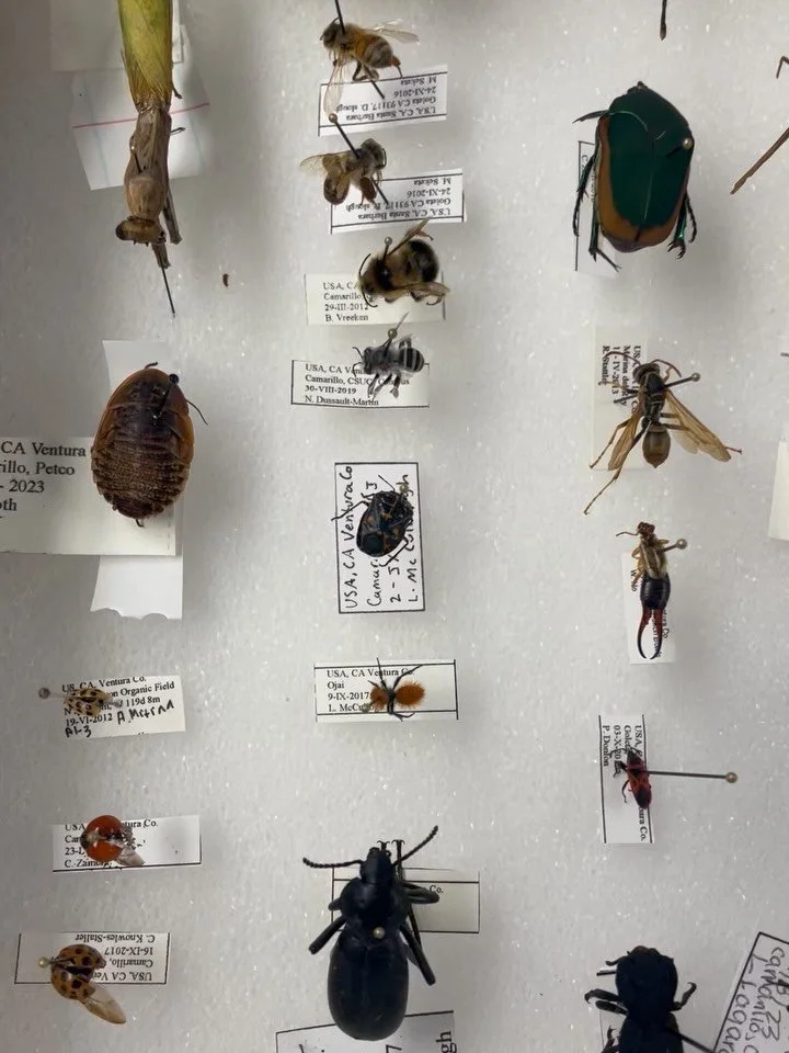 🚨 New STEM Lab Alert! 🧪🦋
The STEM team has been cooking up something exciting, and here&rsquo;s your first sneak peek! 👀

Thanks to incredible specimen donations from @rinconvitovainsectaries and @csuci, we&rsquo;ve built an amazing collection of