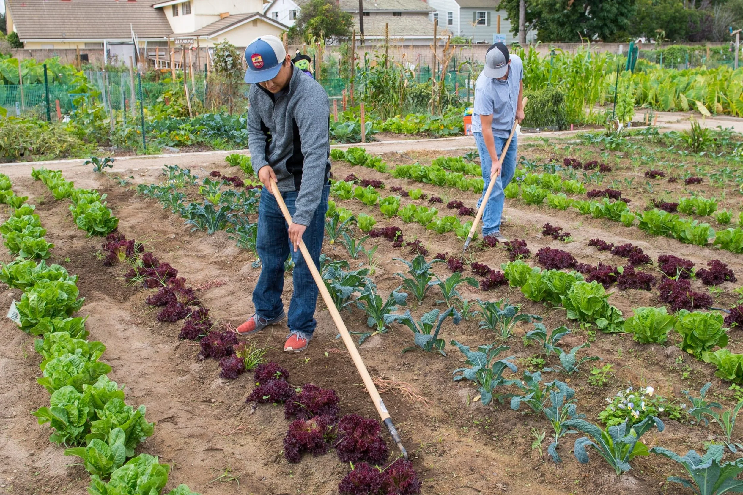 January Farm Day Every Day Tour: Allan Hancock College Vineyard &amp; Farm 