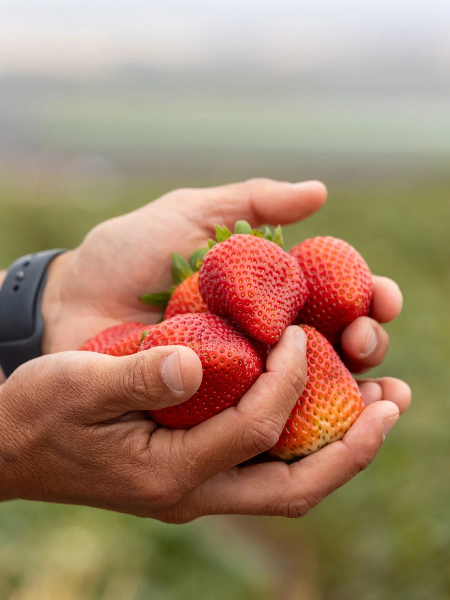 Happy National Strawberry Day! 🍓 

Today we celebrate the hands and lands whose hard work brings fresh strawberries from the field to our tables👏 

Did you know?

&bull; Strawberries are the #1 Leading Crop in both Santa Barbara &amp; Ventura Count