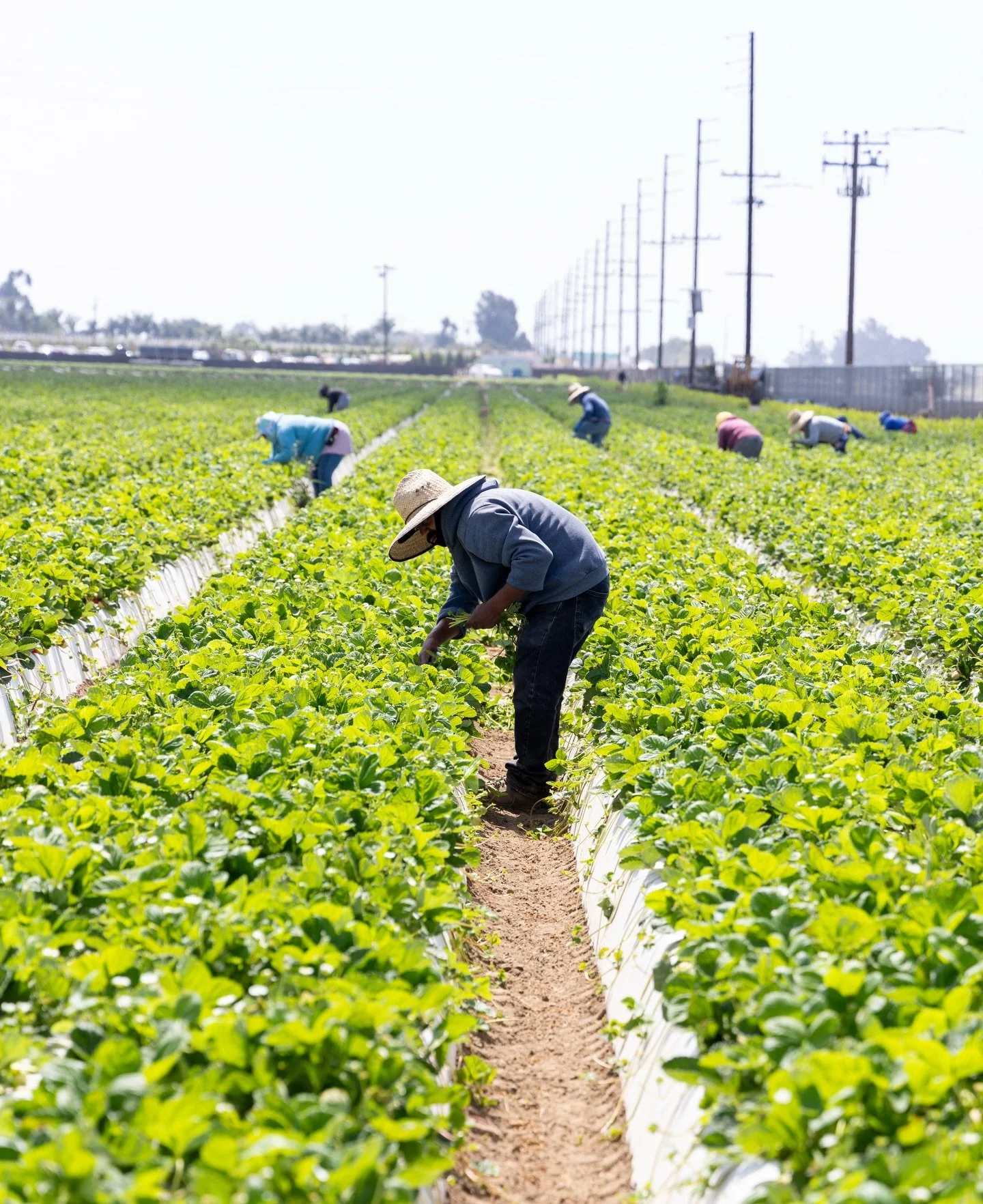 Honoring the hands that feed us 🌱👨&zwj;🌾 

Today for Farm Workers Day, we celebrate the hardworking people who grow, harvest, and bring fresh food to our tables every single day. Their dedication keeps our communities nourished and our food system