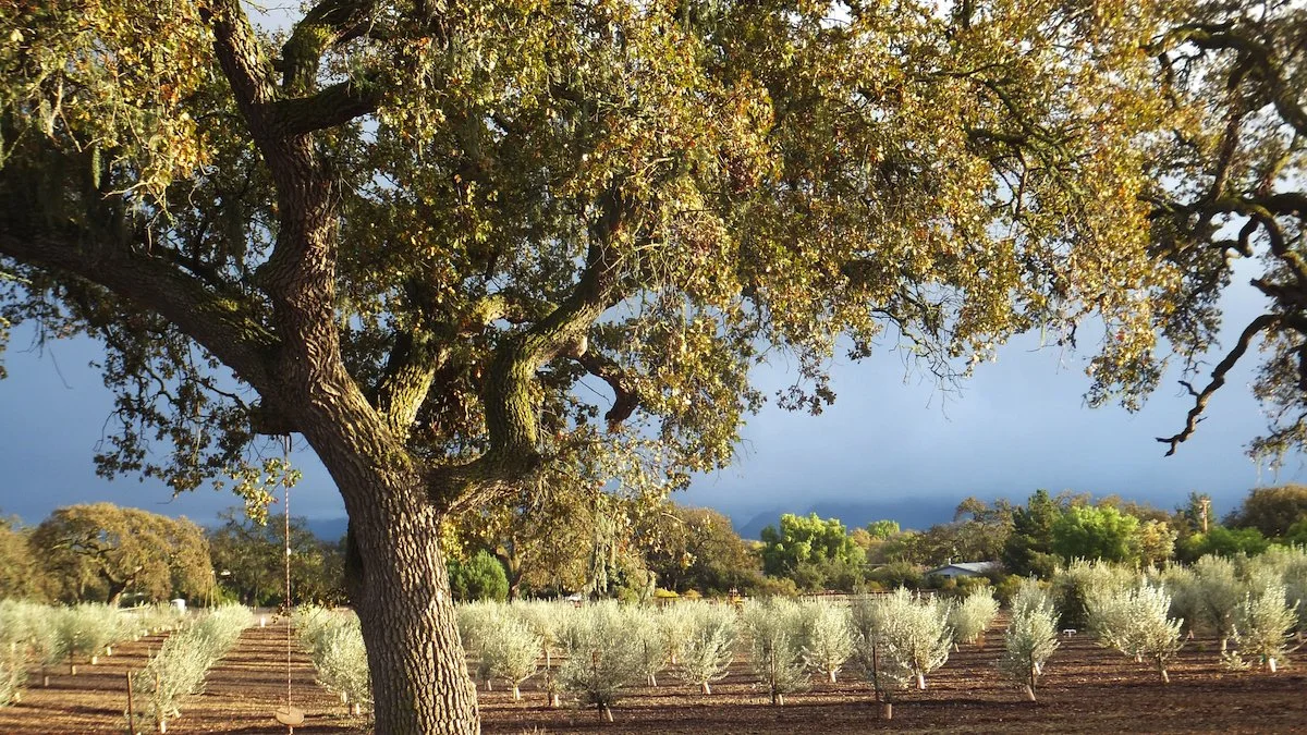 You’re Invited: May Farm Day Every Day tour at Rancho Olivos