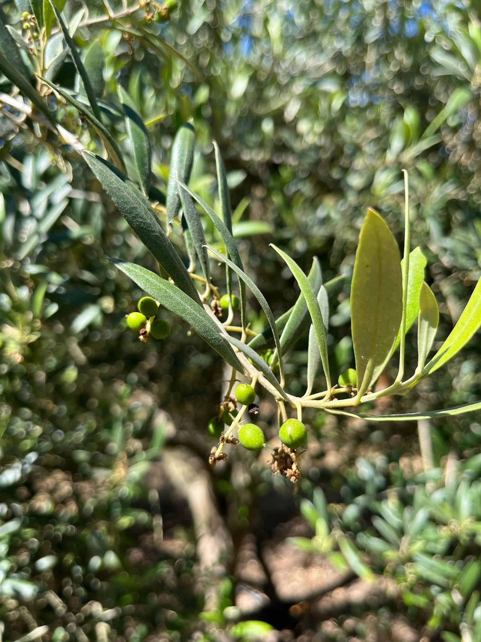 Olive.jpg
