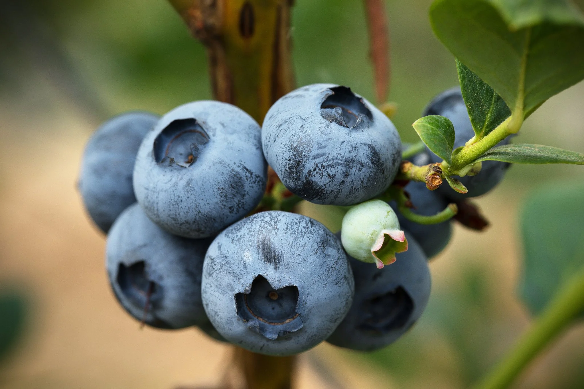 Santa Barbara Blueberries
