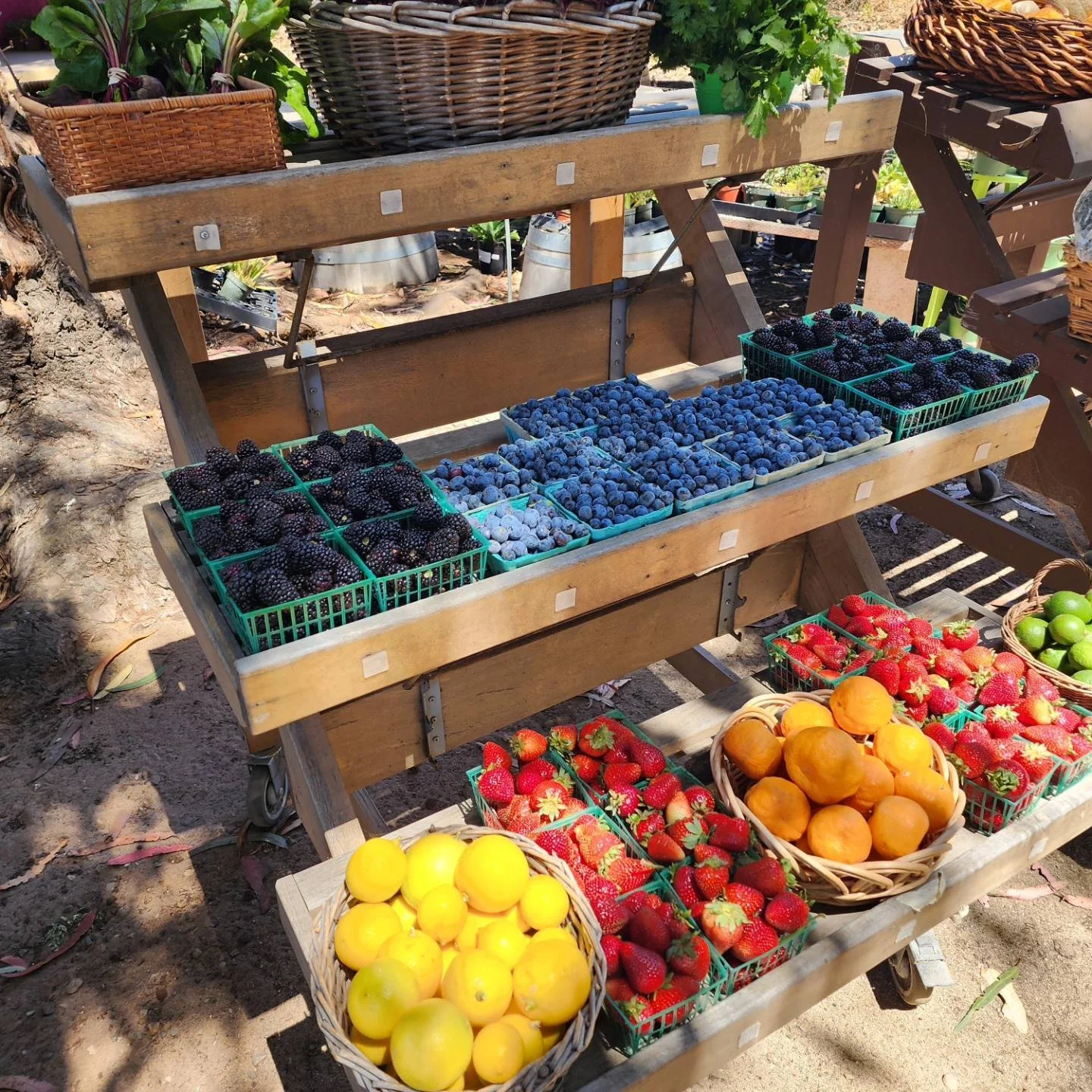 Fresh produce sold at Growing Grounds