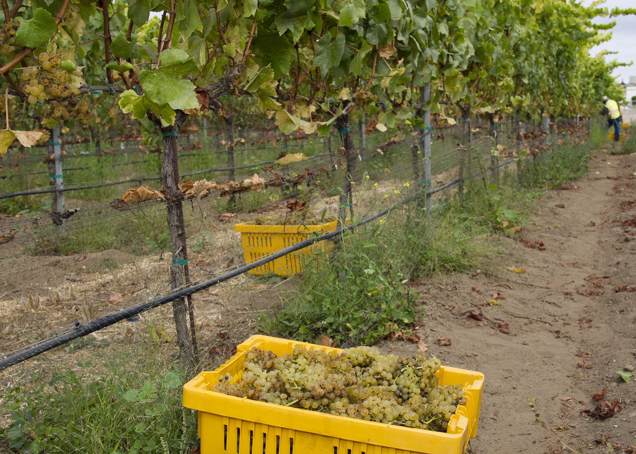 Allan Hancock College Vineyard
