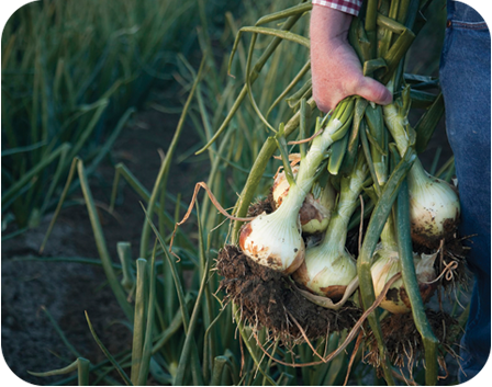 Gill's Onions