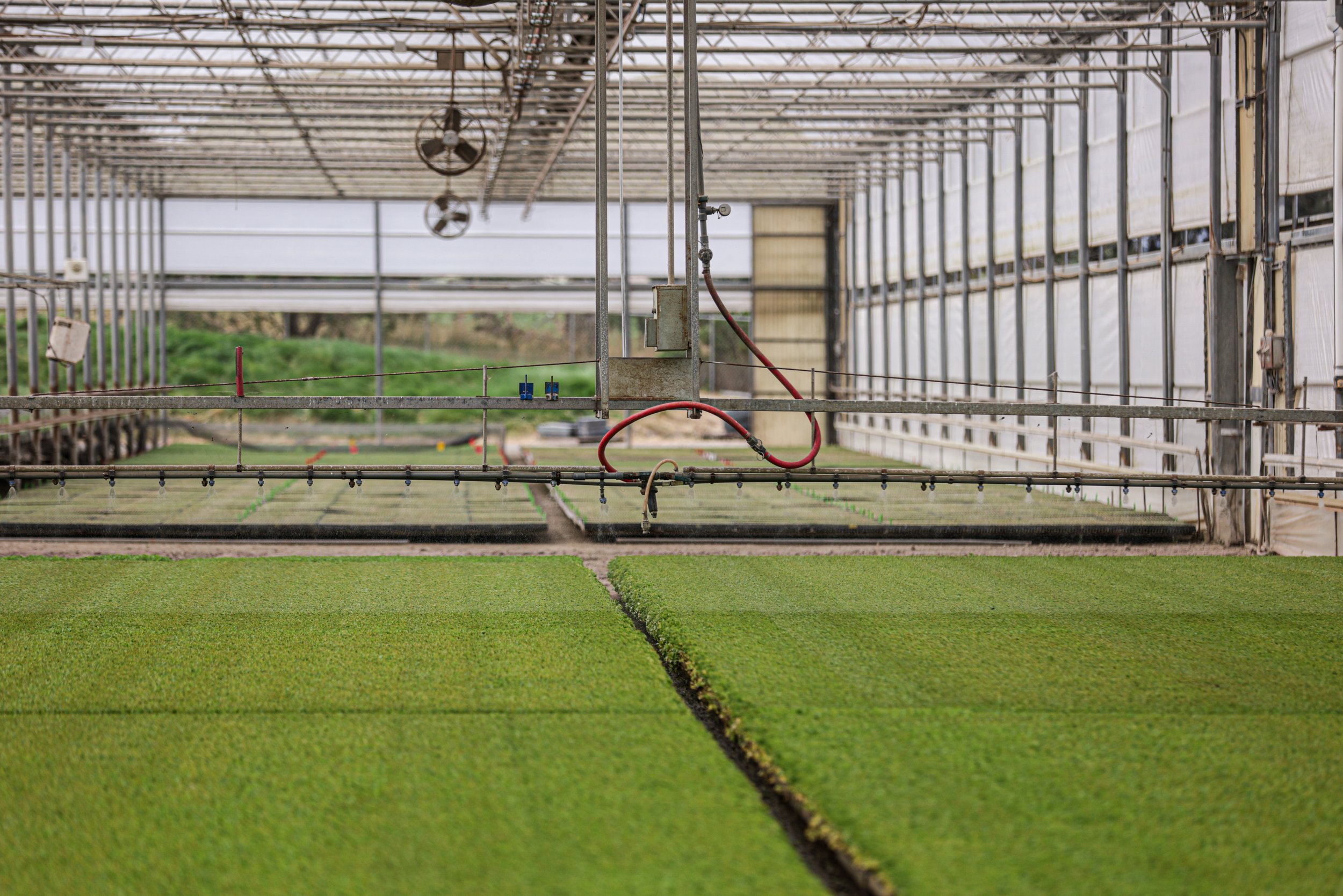 Plantel Nurseries seedling growing room