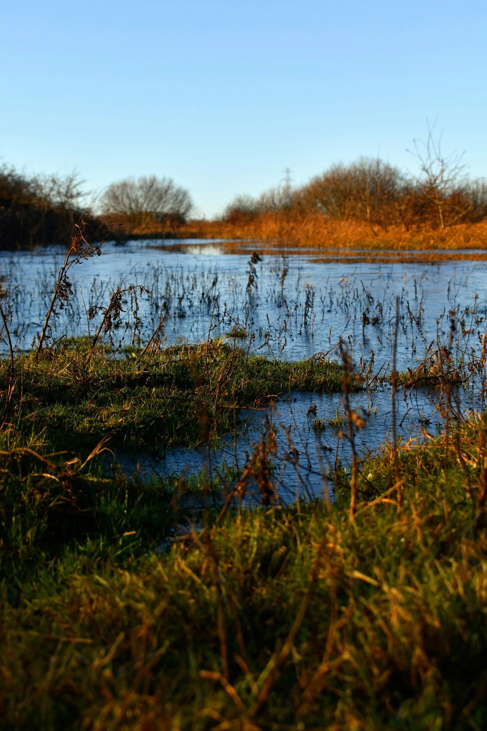 florida state parks with freshwater marsh habitats