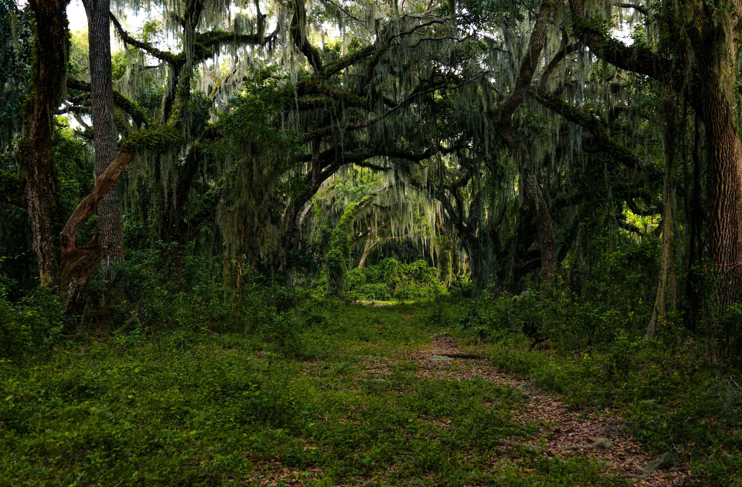 florida state parks with hardwood hammock habitats