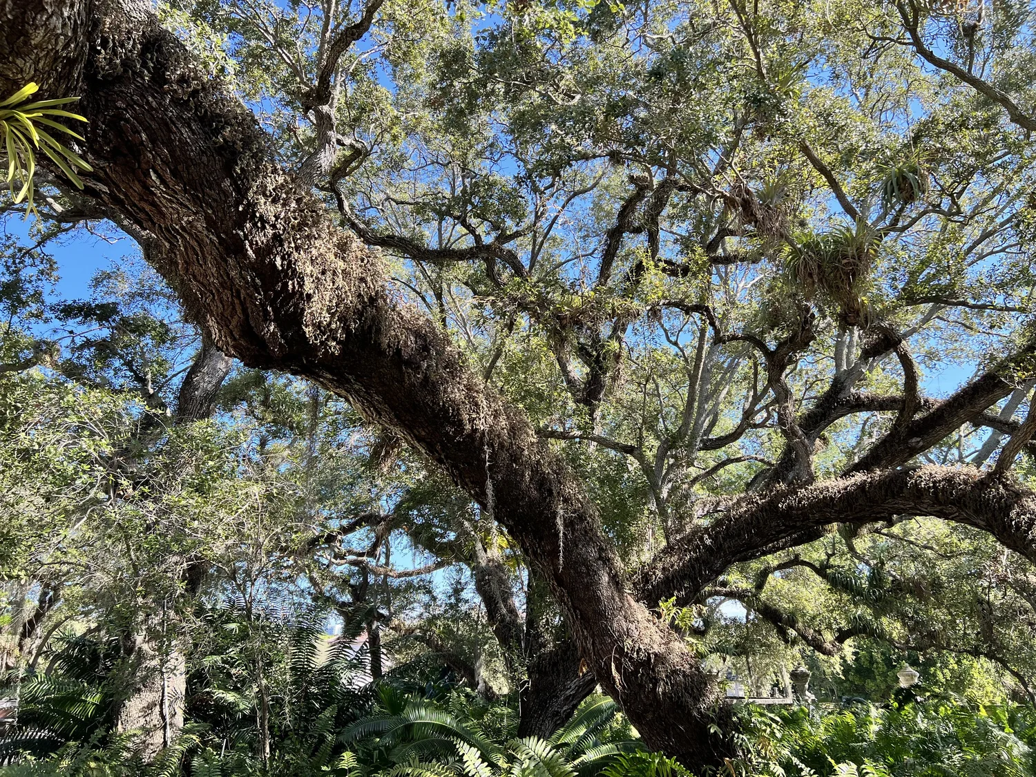 Florida Hardwood Hammocks — Florida Naturalists