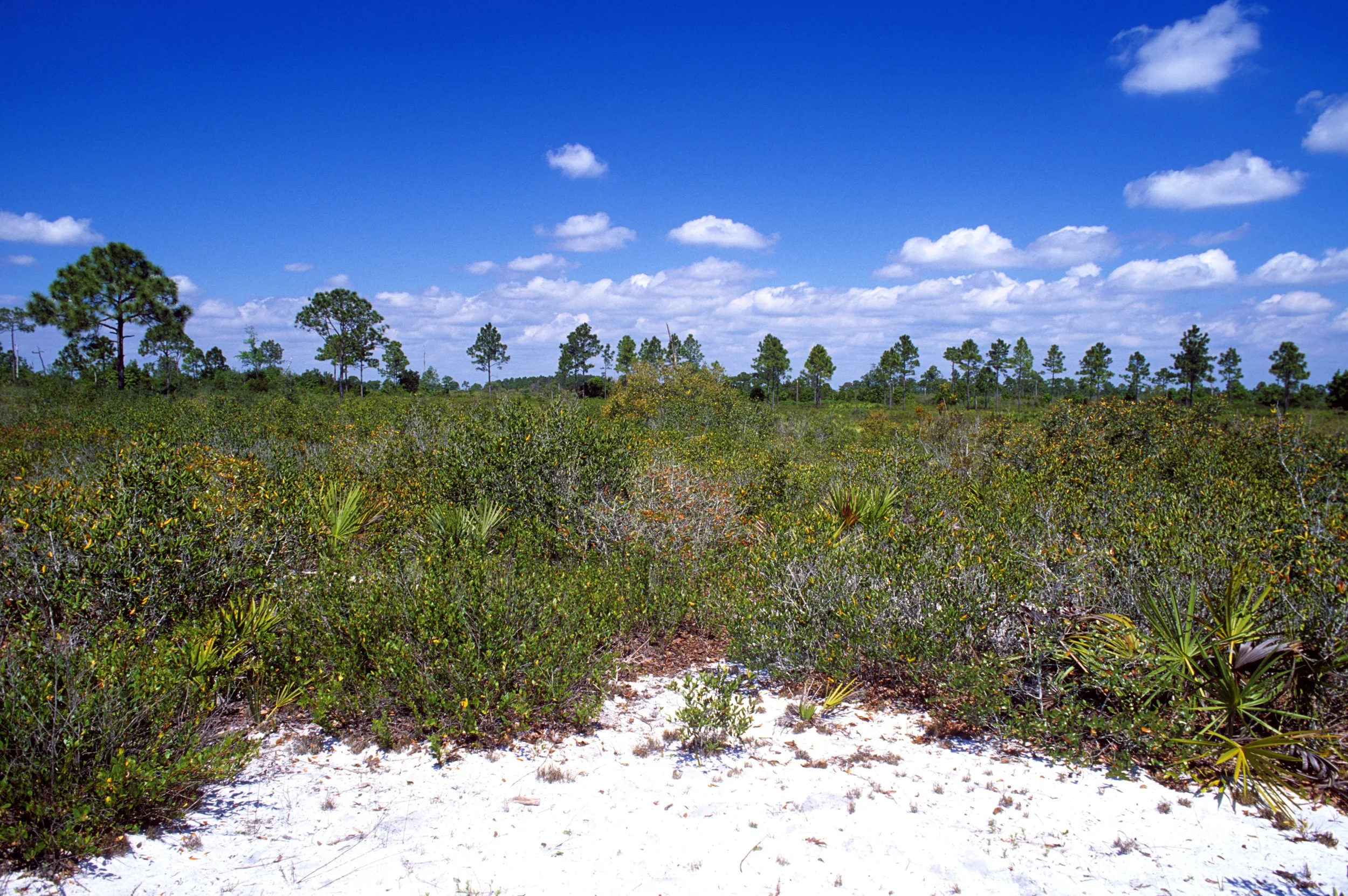 Florida Scrub Habitat — Florida Naturalists