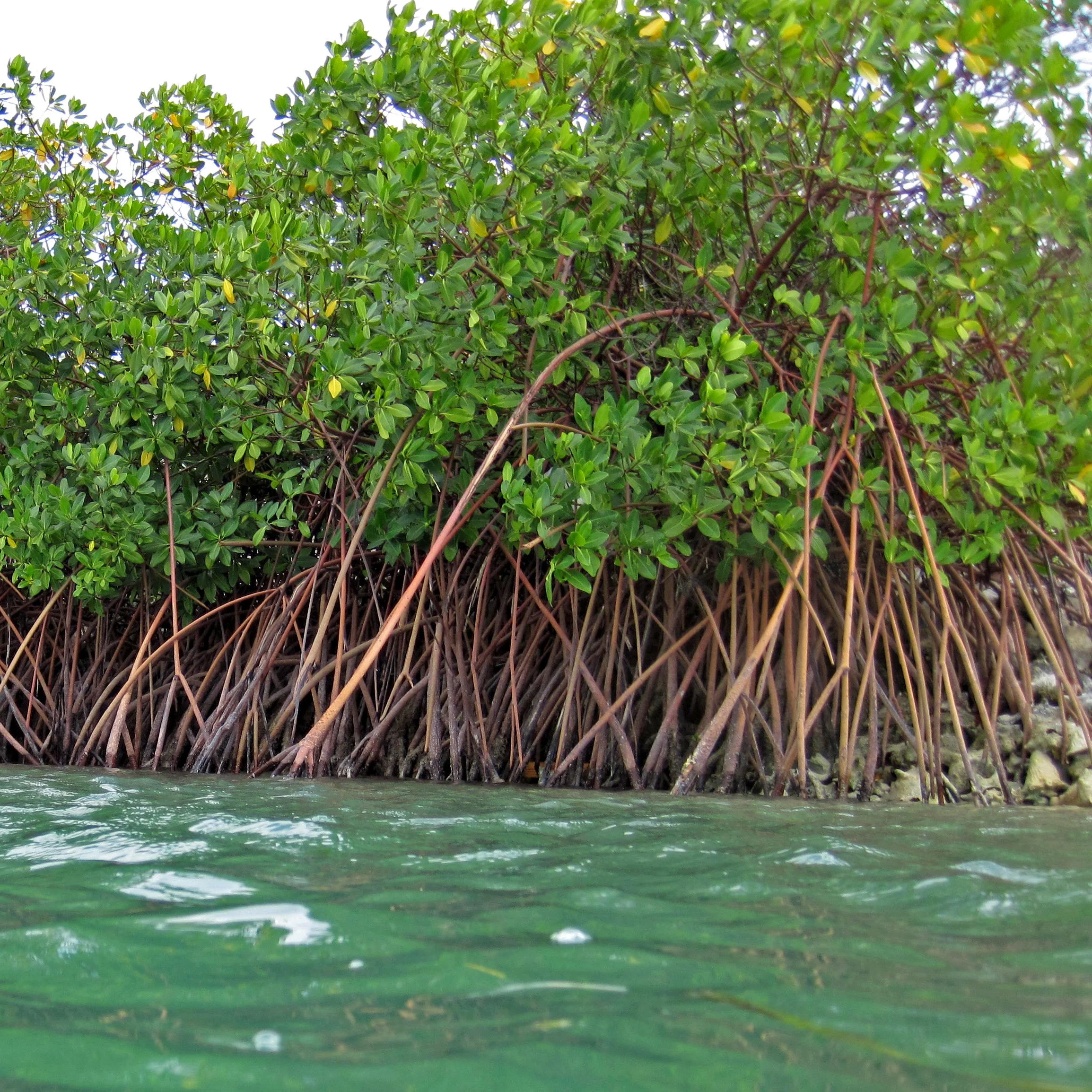 Different Types Of Mangroves