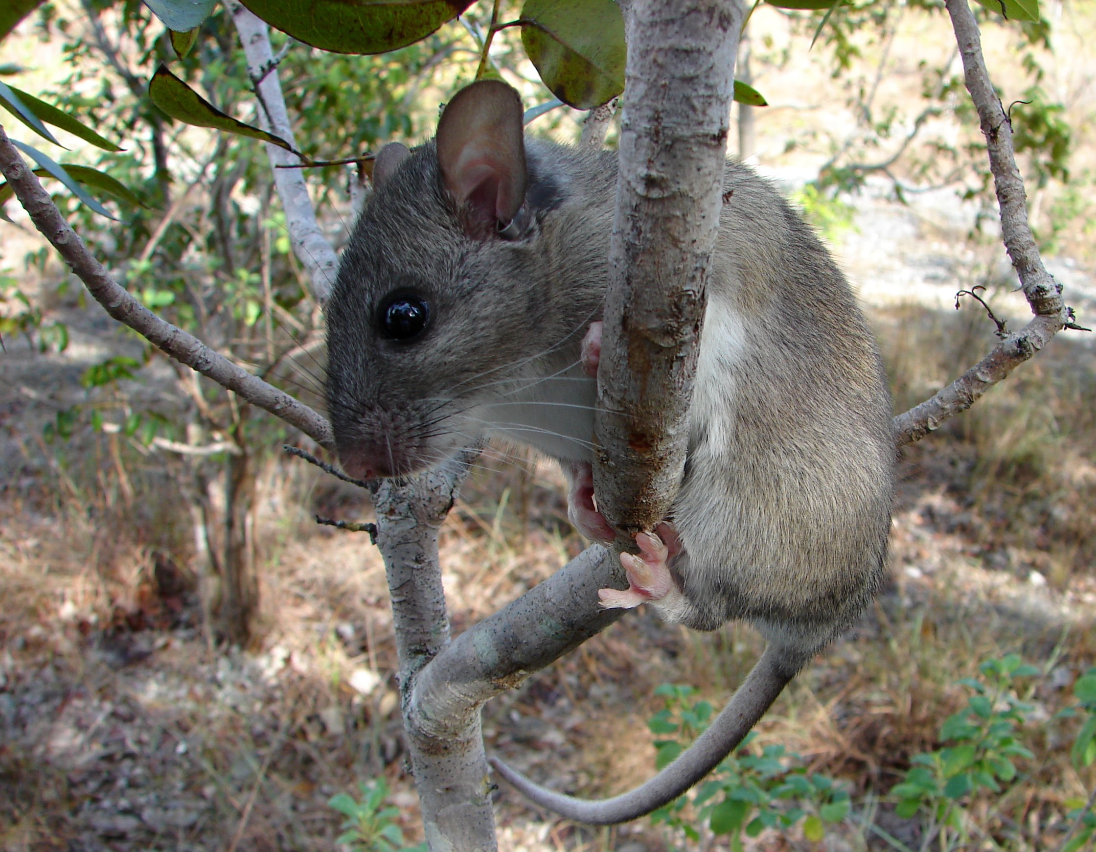 Florida Hardwood Hammocks Florida Naturalists florida-hardwood-hammocks-florida-naturalists