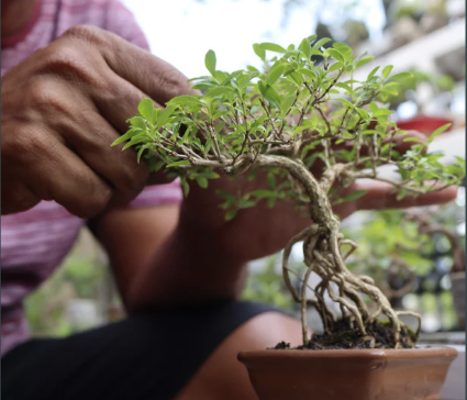 a bonsai tree being cared for by tender hands