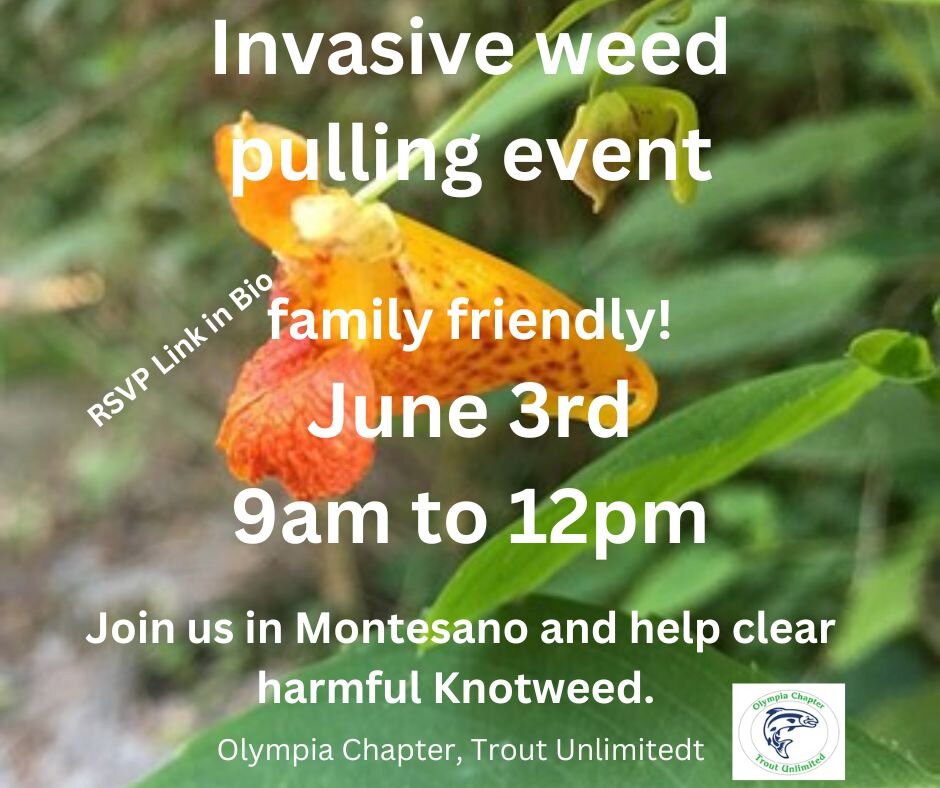 From @olympia_trout_unlimited:

Come out and view a recently completed TU fish passage project near Montesano, WA Learn about the history of this project and help fish habitat by pulling an invasive plant species, Spotted Jewelweed. Bring friends and