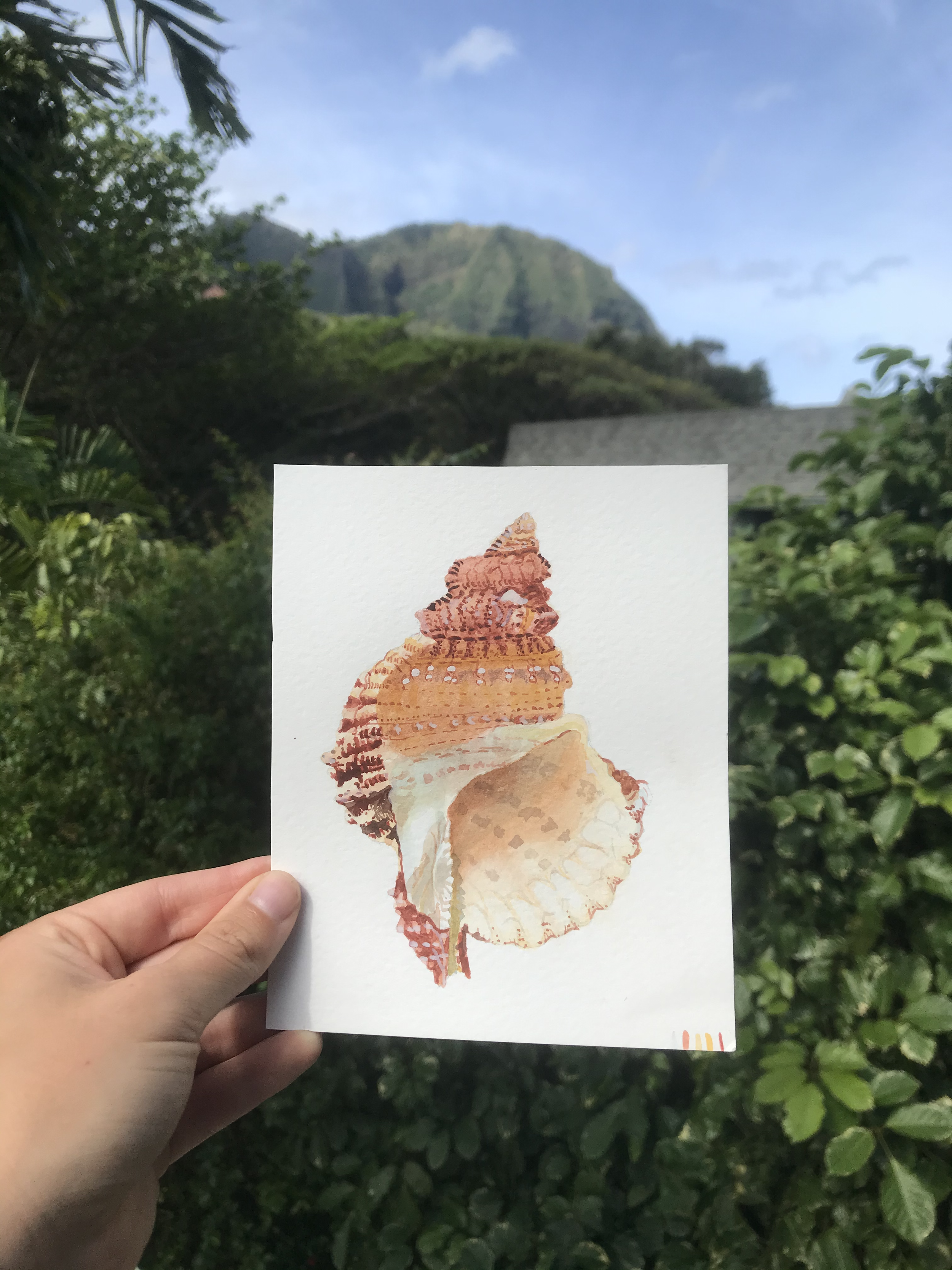 Shell