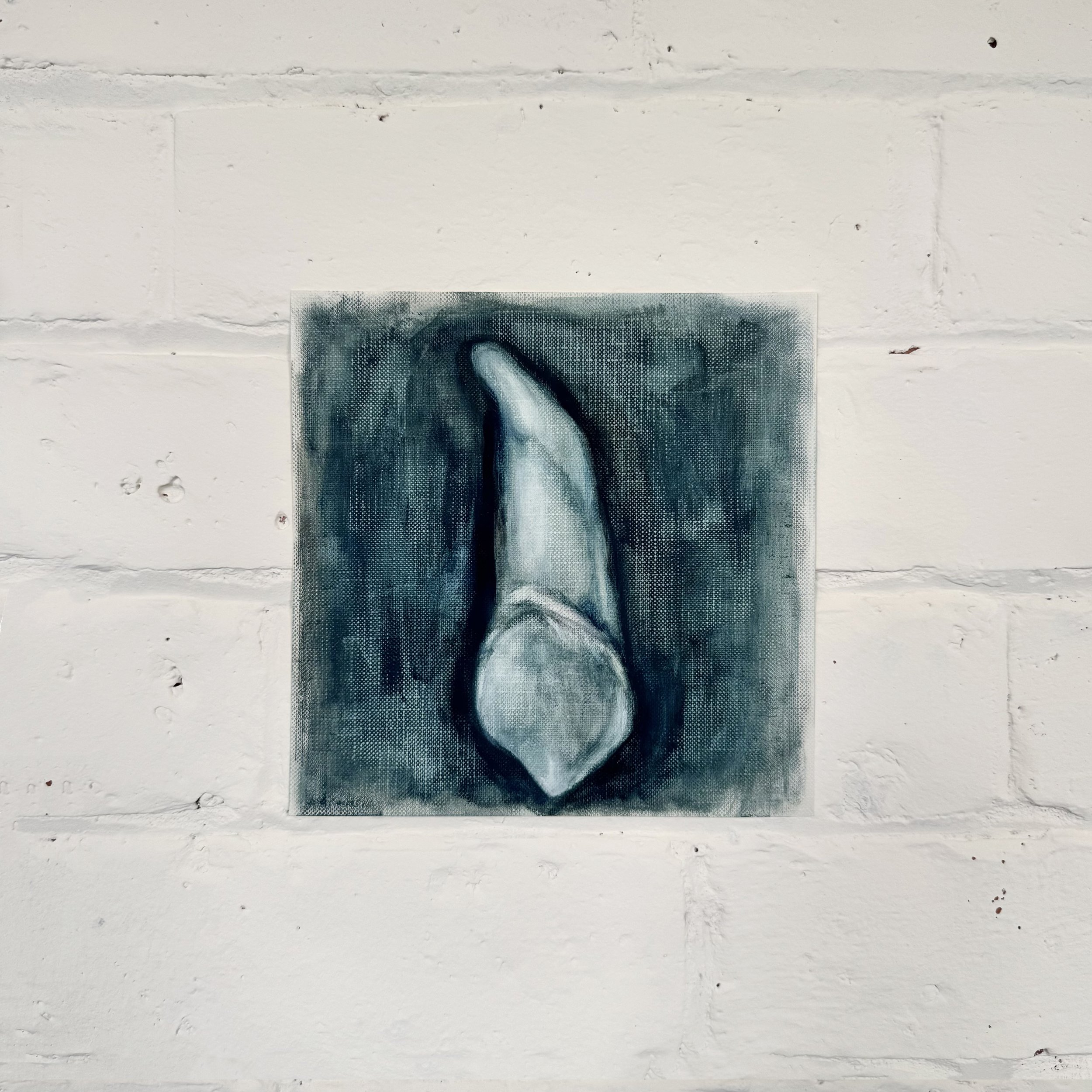 canine study 1 (bilabial)