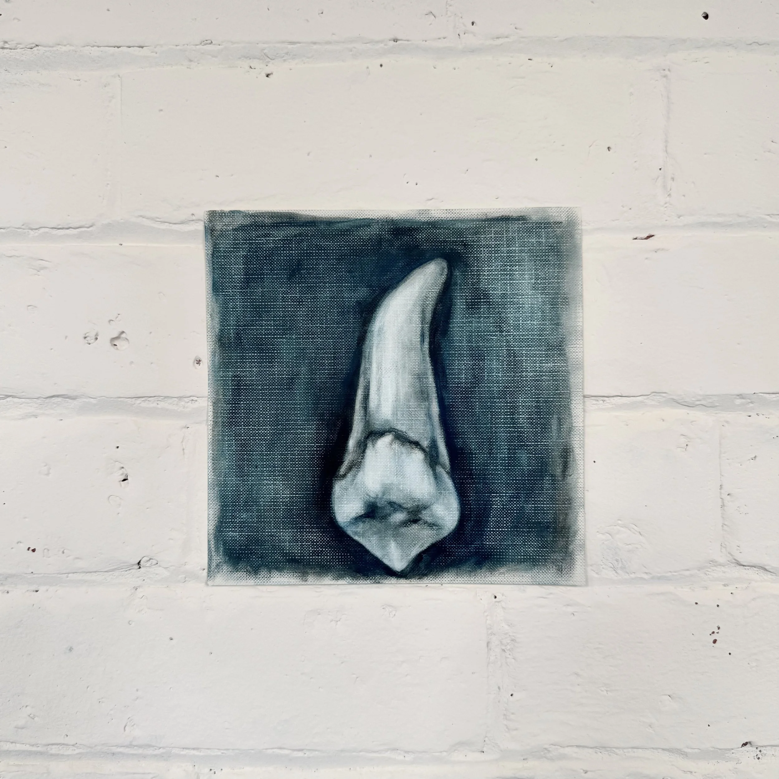 canine study 2 (lingual)