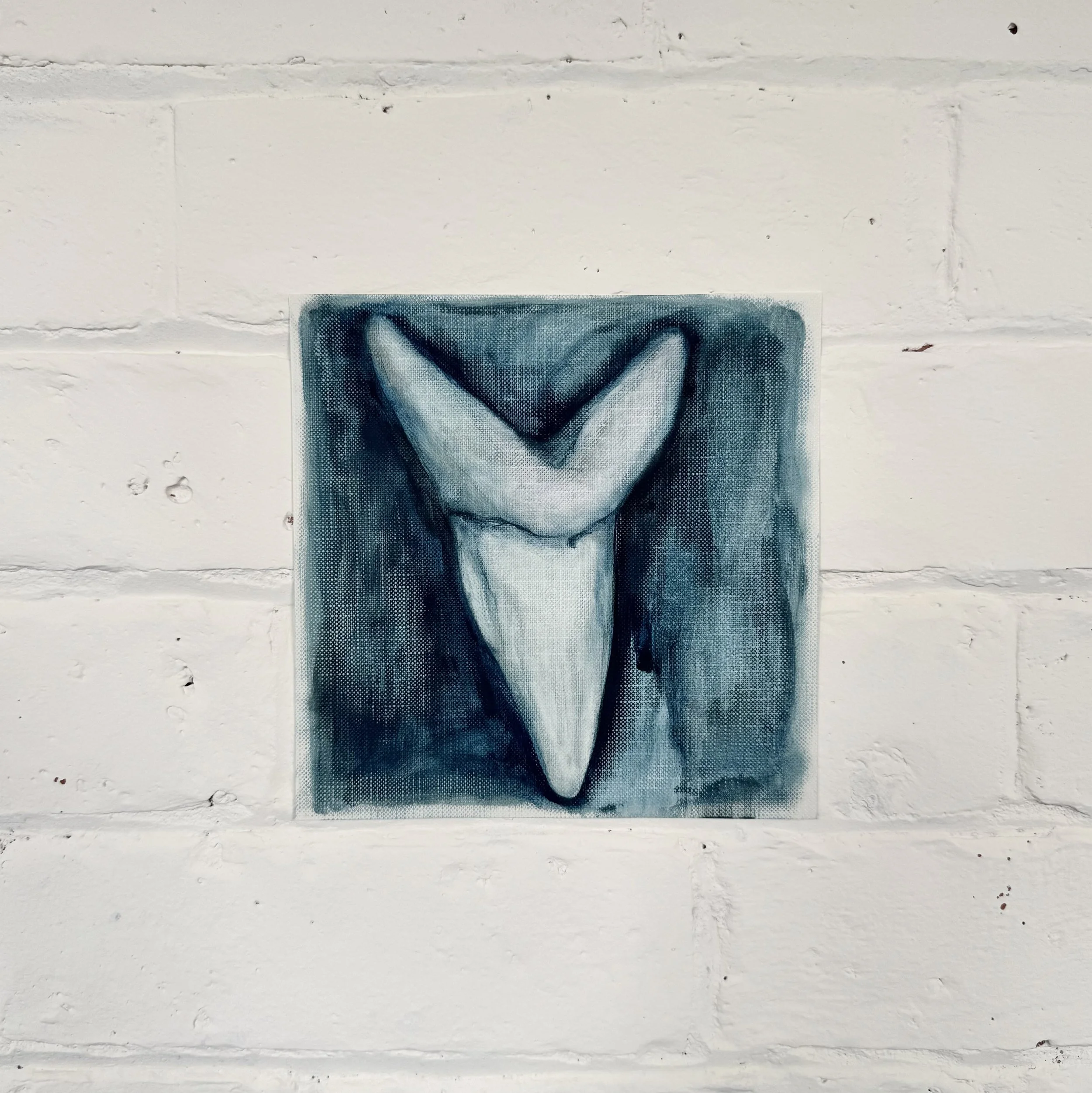canine study 3 (shark tooth)