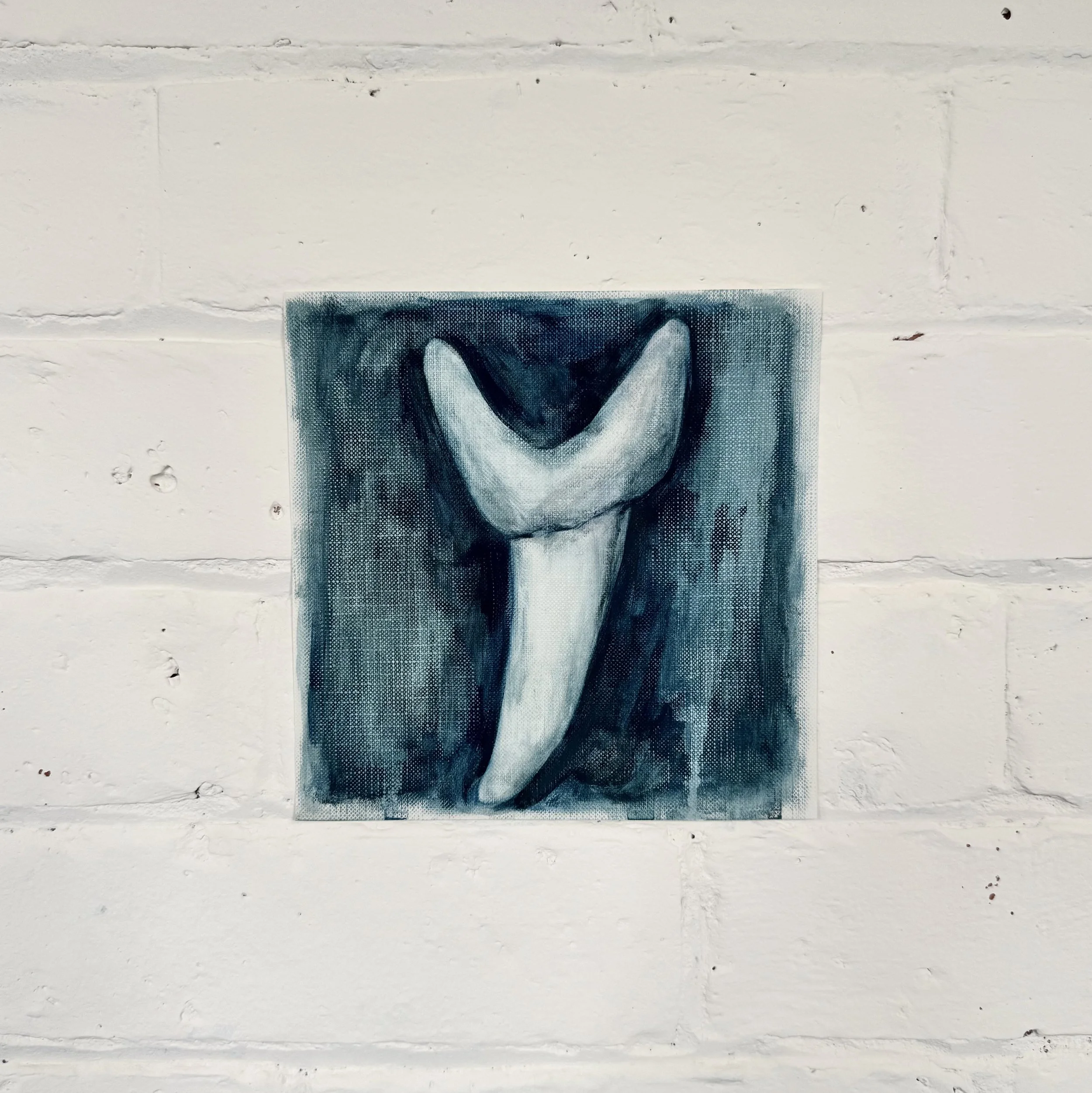 canine study 4 (shark tooth)