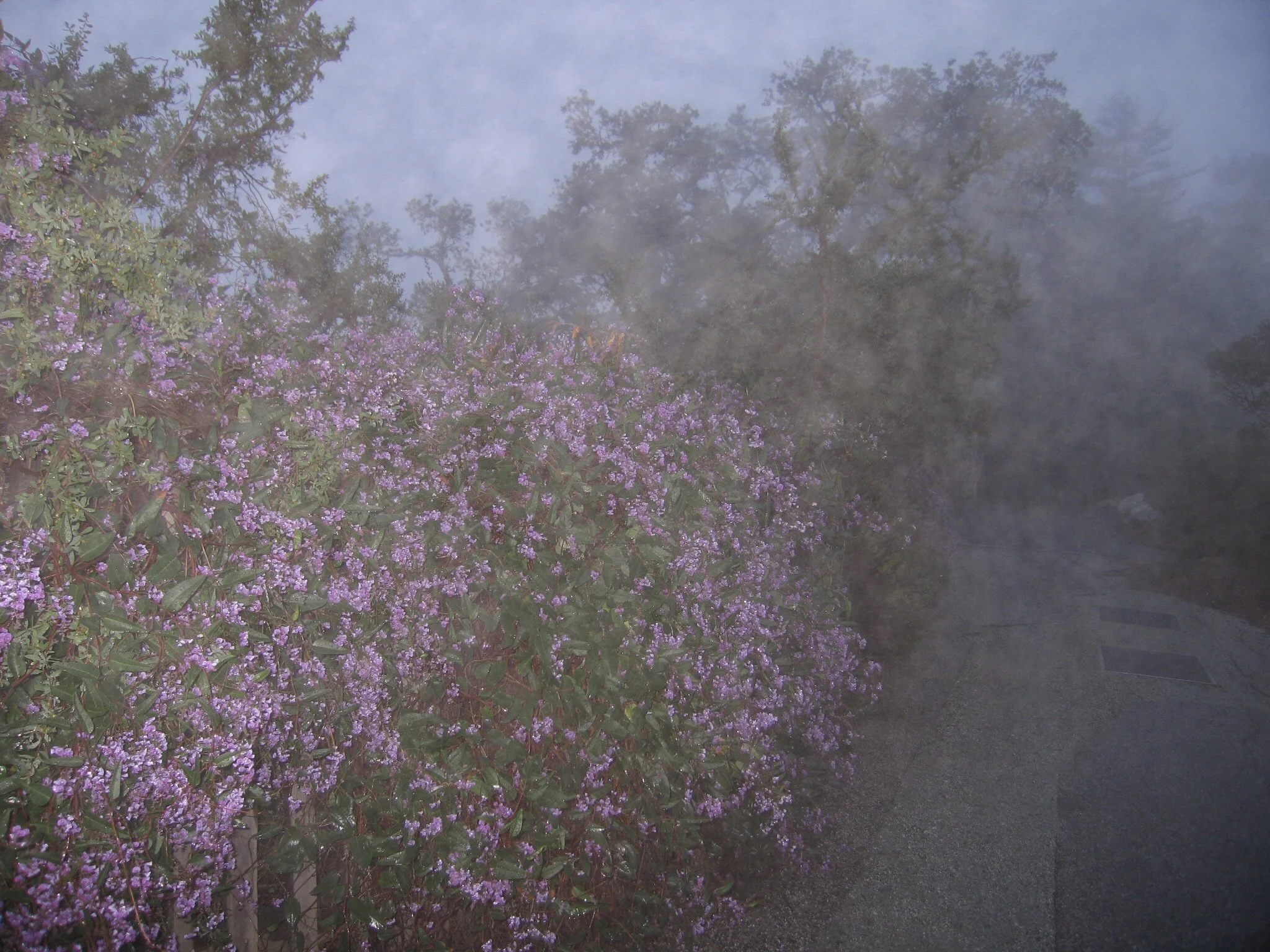 bigsurbush.jpg