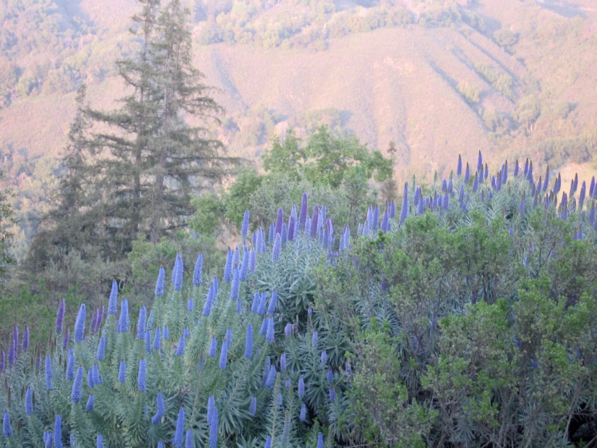 bigsurlupin.jpg